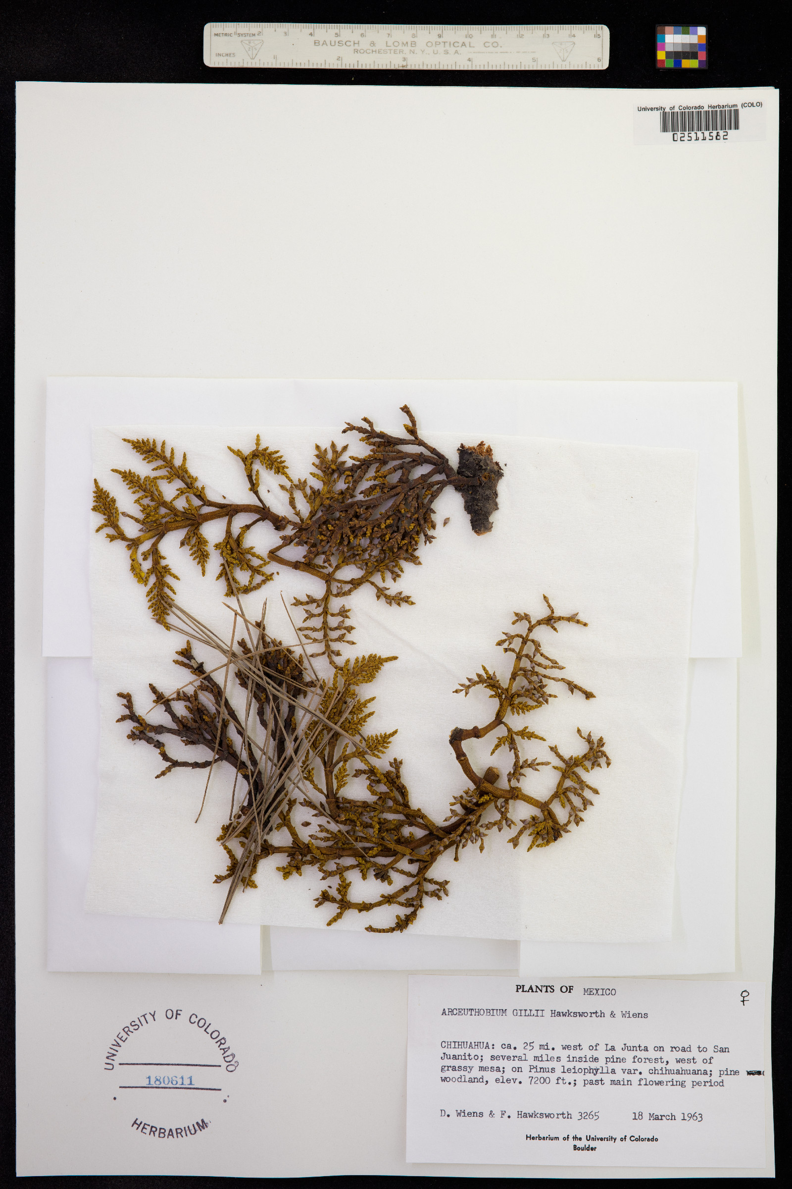 Arceuthobium gillii image