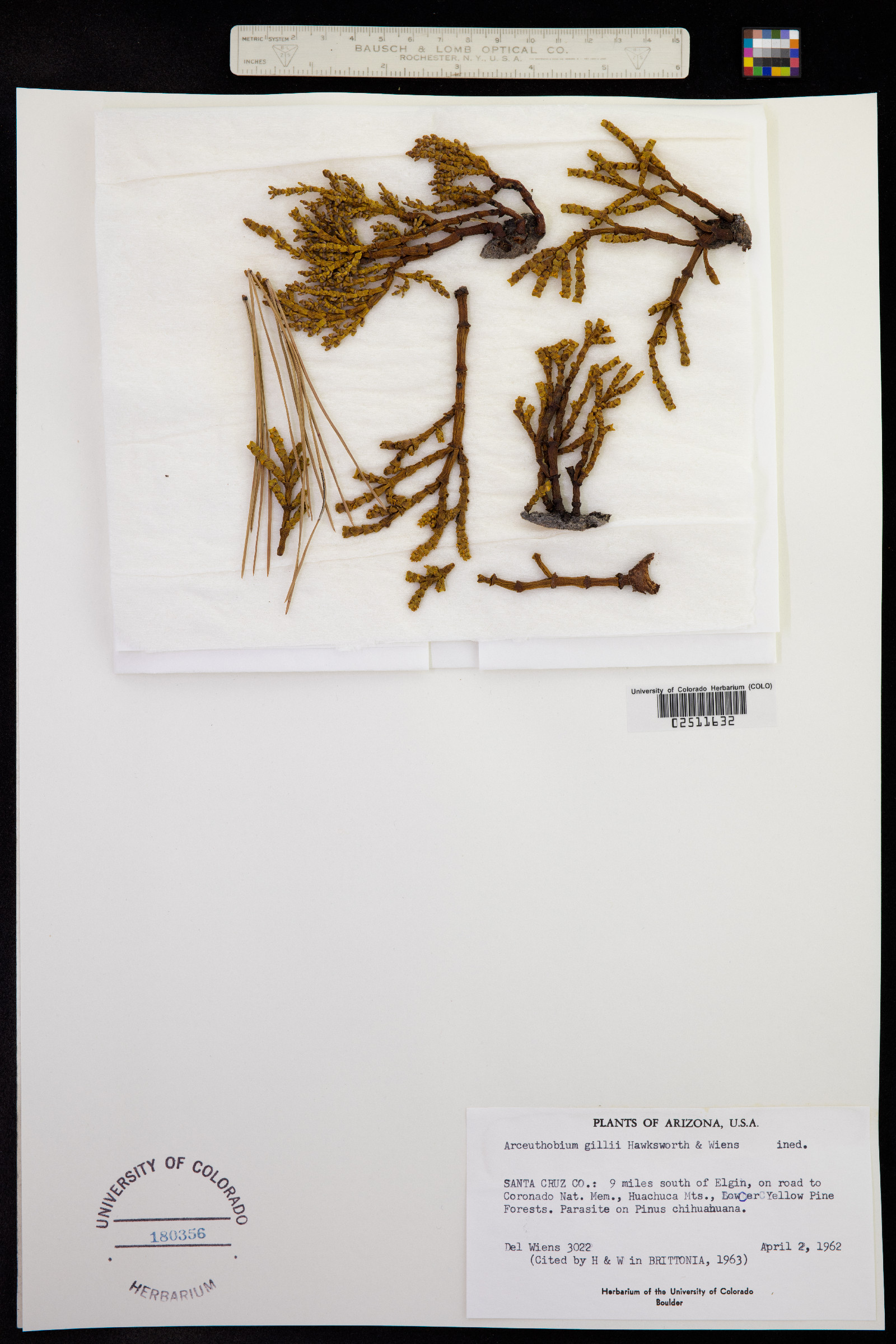 Arceuthobium gillii image