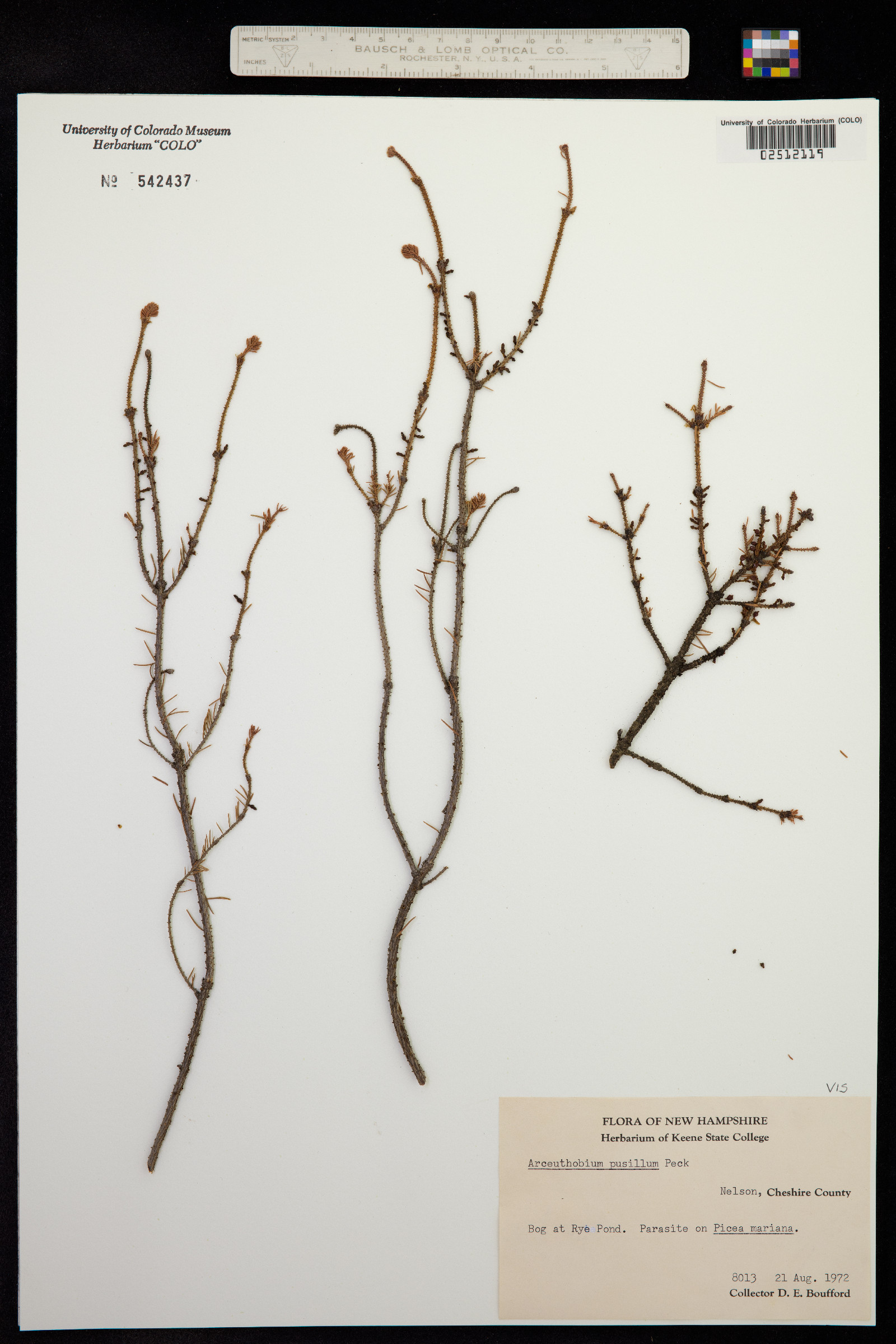 Arceuthobium pusillum image