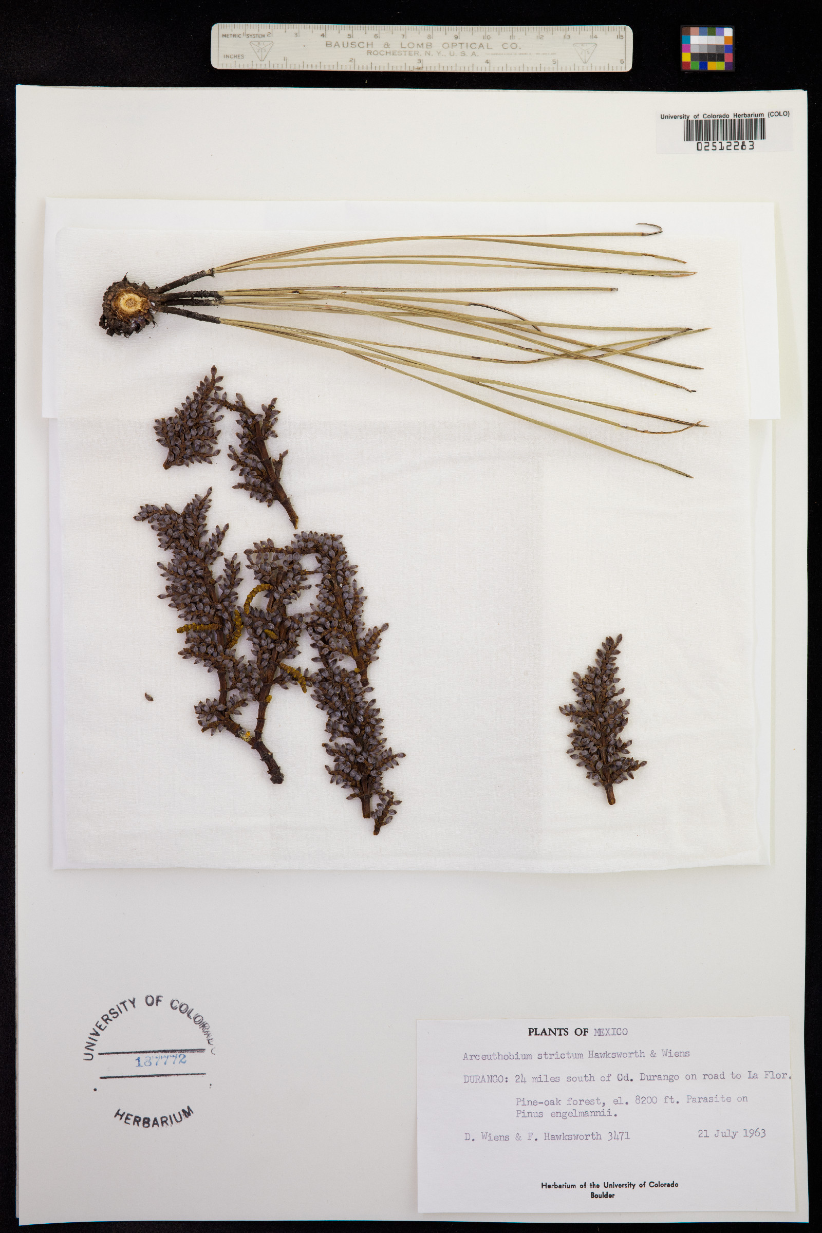 Arceuthobium strictum image