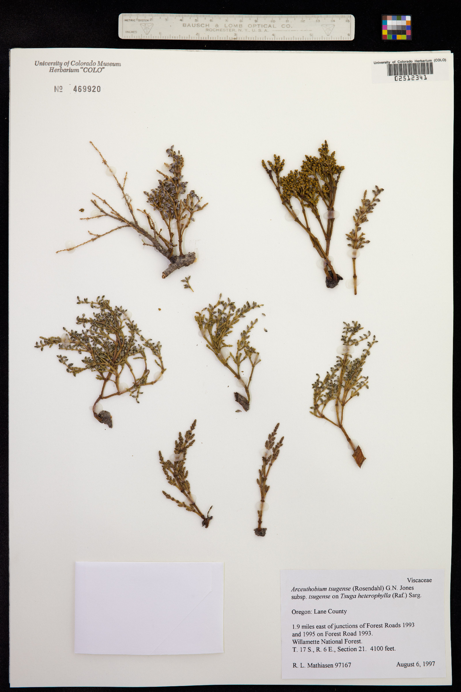 Arceuthobium campylopodum image
