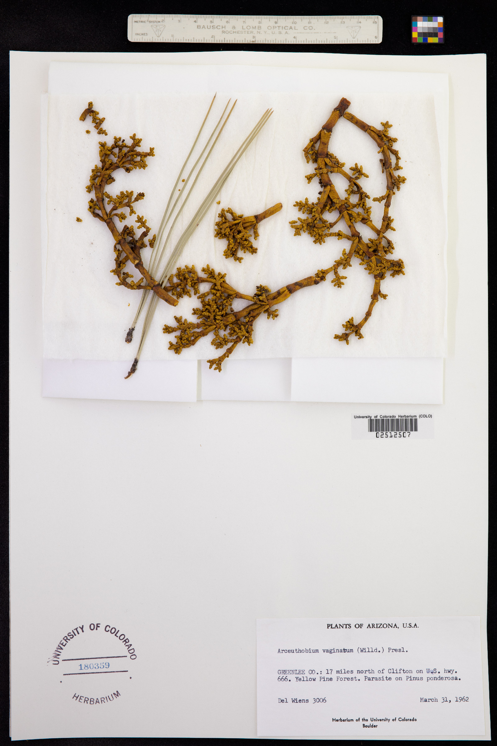 Arceuthobium vaginatum image