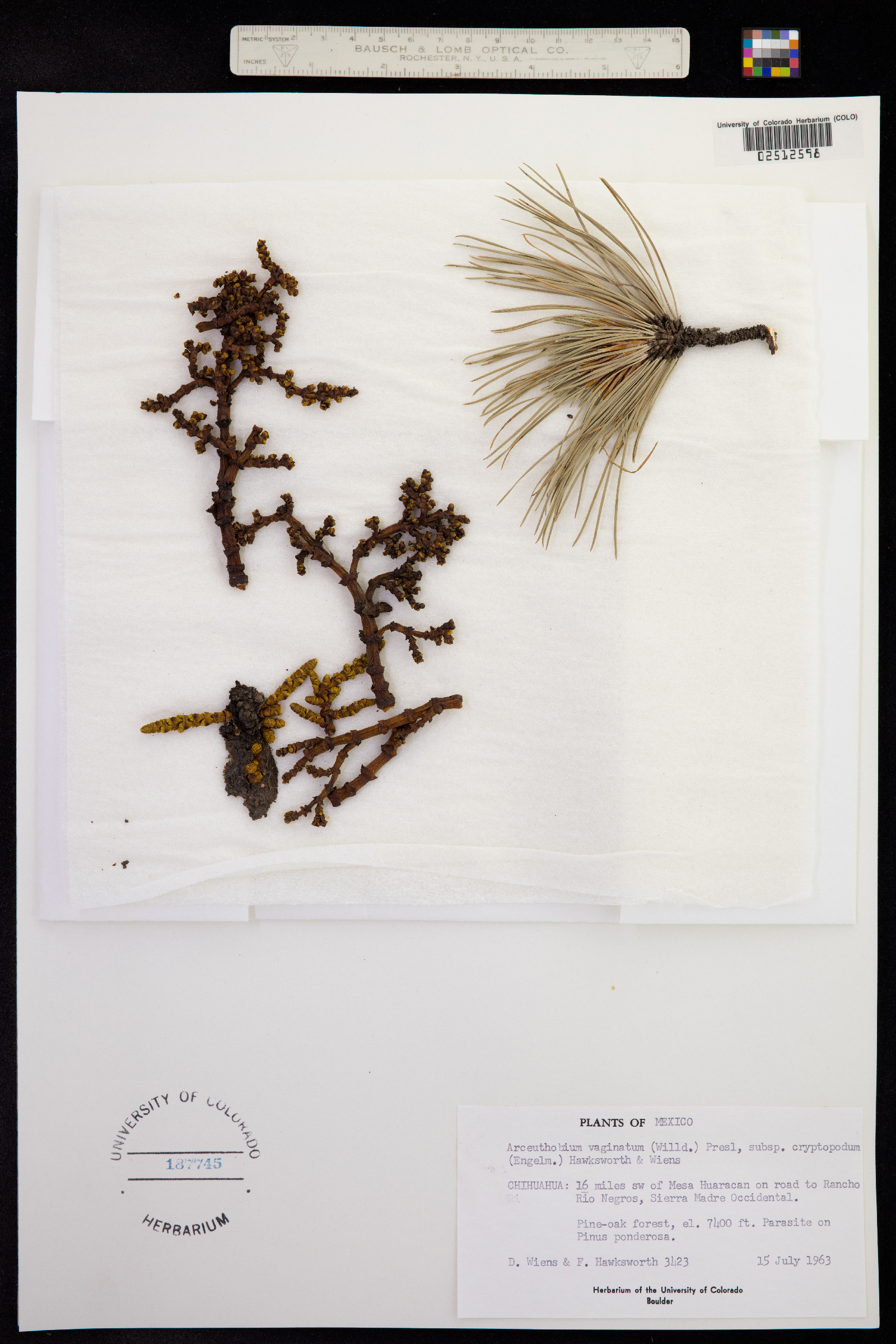 Arceuthobium vaginatum image