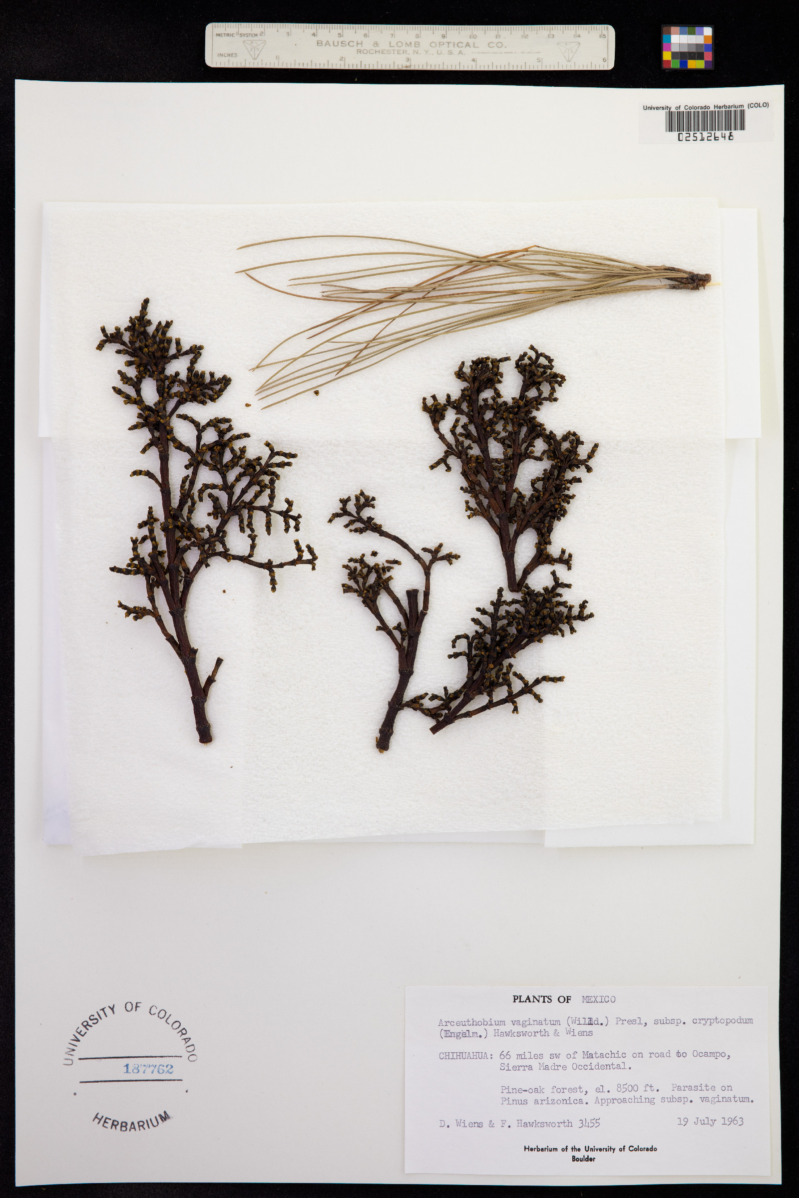 Arceuthobium vaginatum image