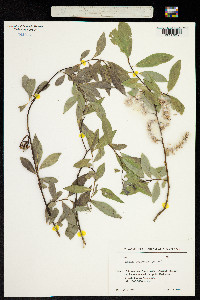Salix pycnostachya image