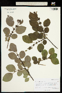 Image of Salix pyrolifolia