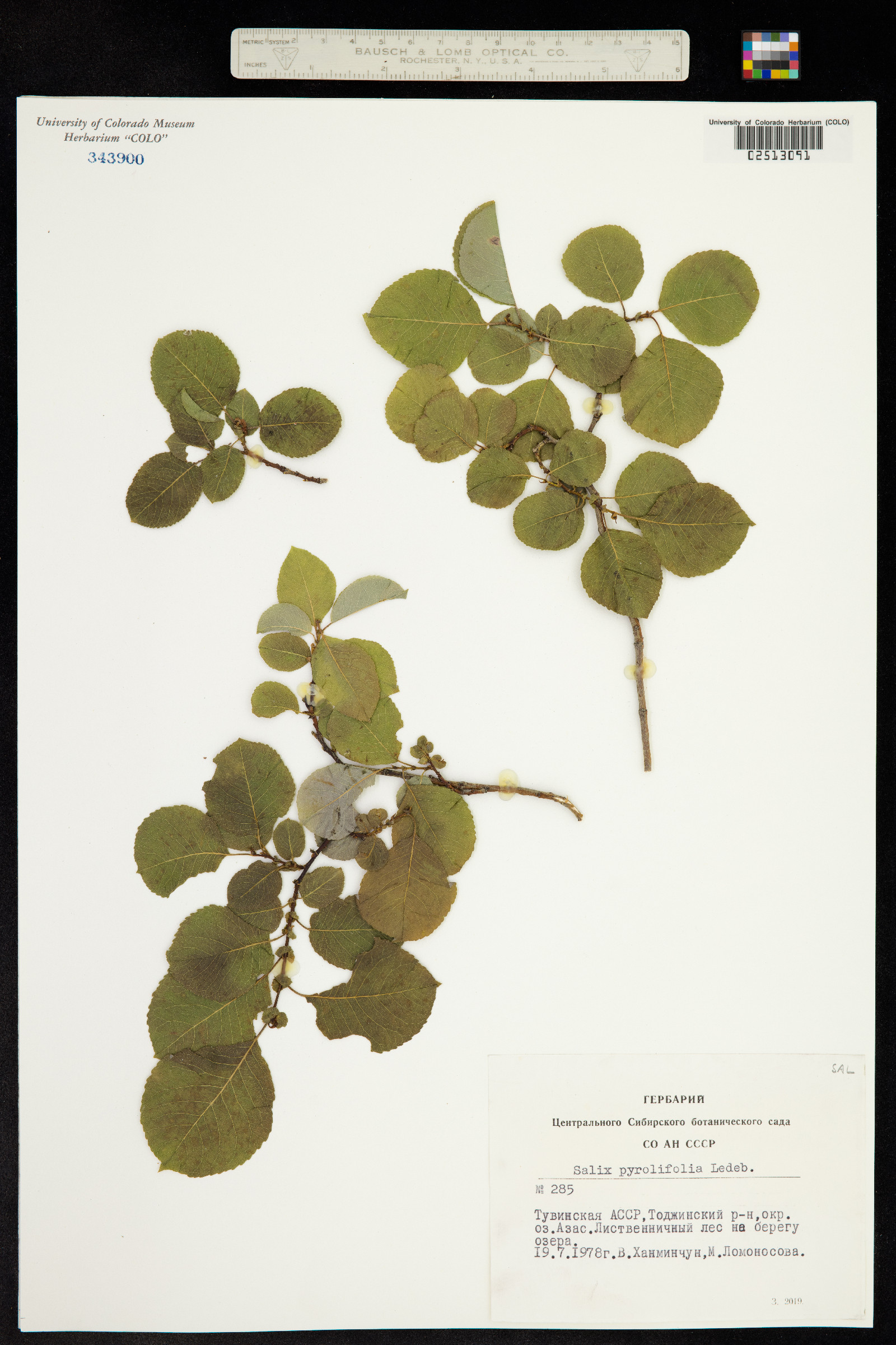 Salix pyrolifolia image