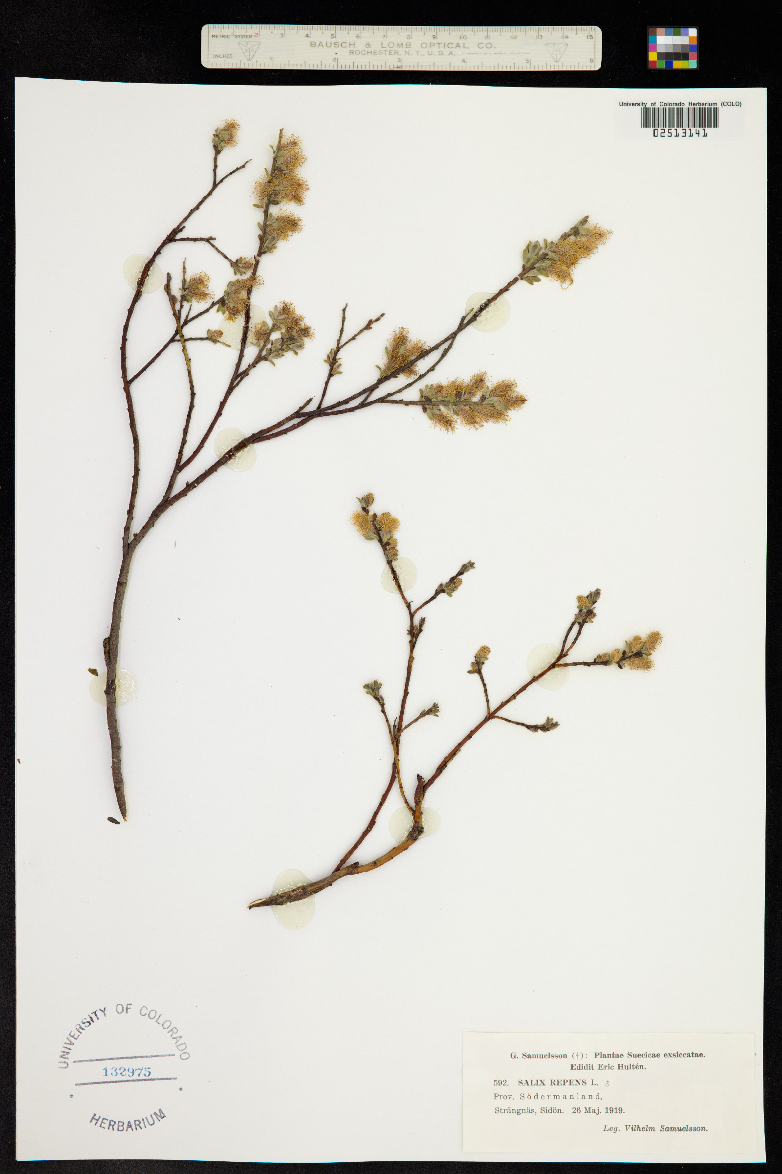 Salix repens image