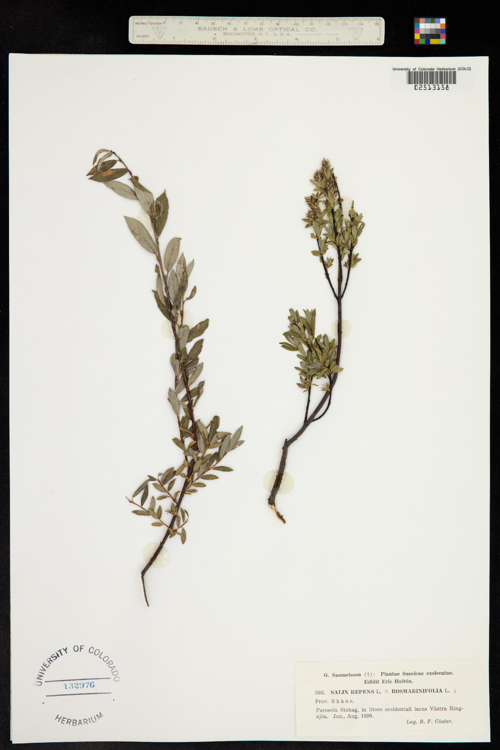 Salix repens image