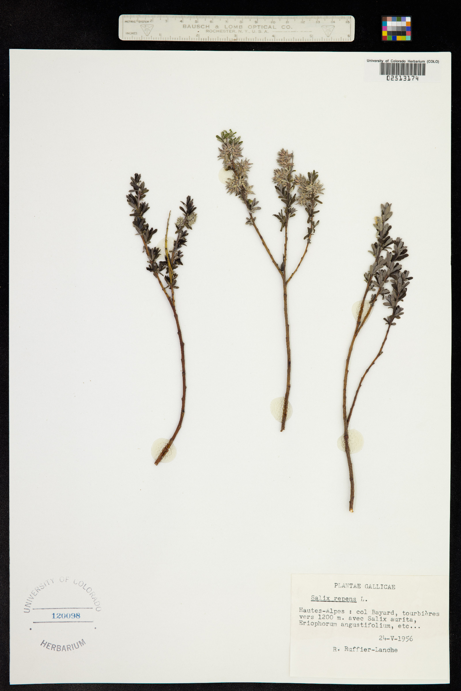 Salix repens image