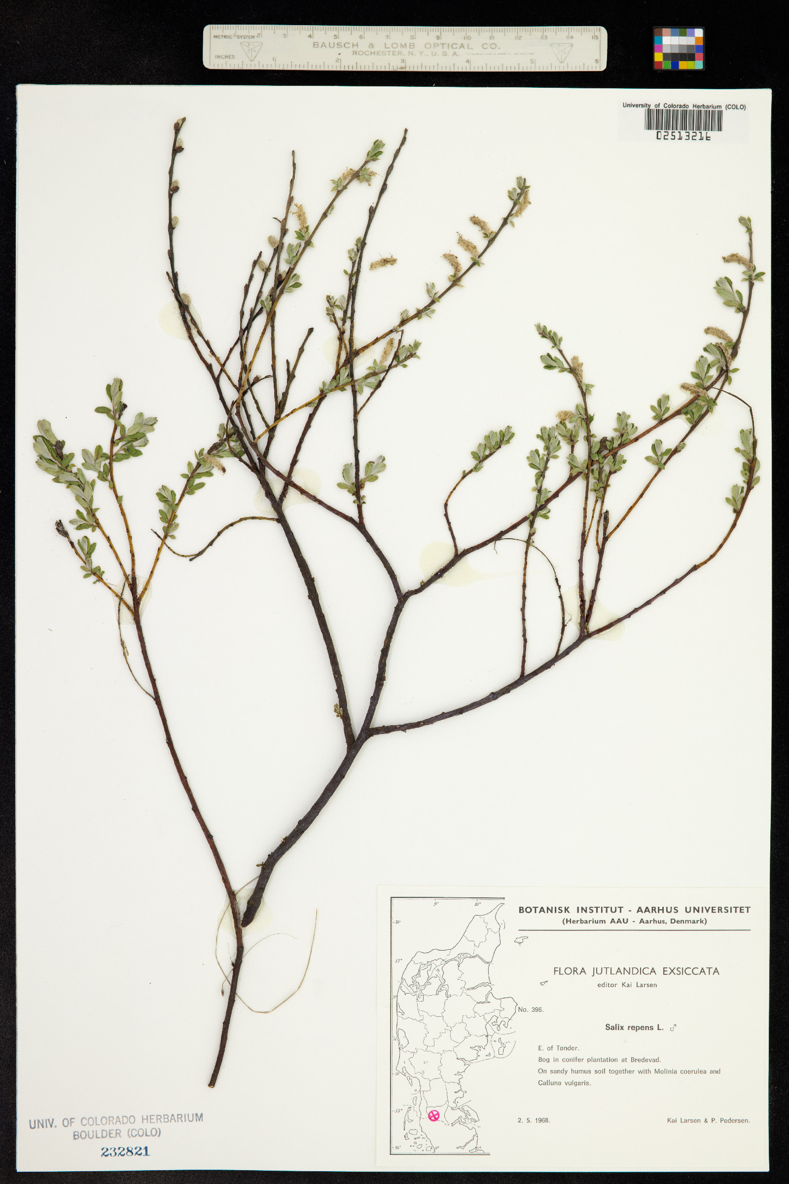 Salix repens image
