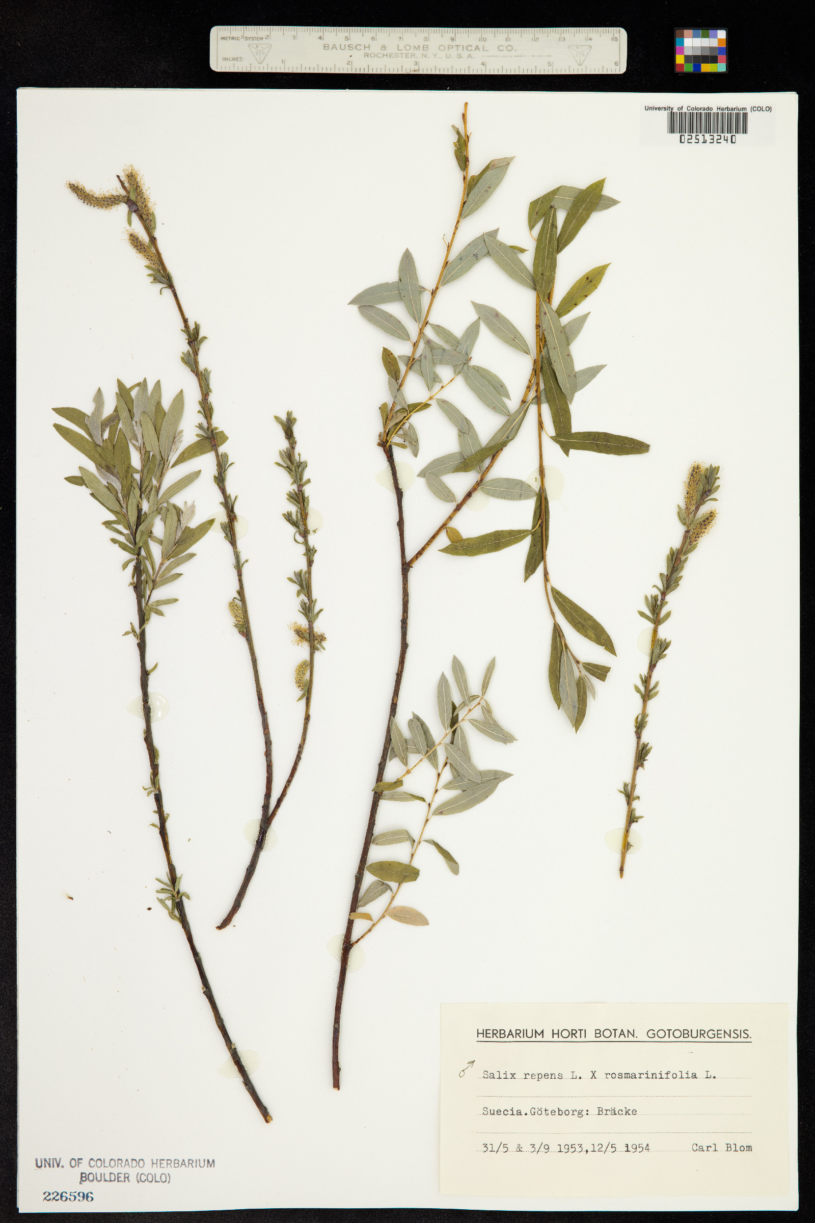 Salix image