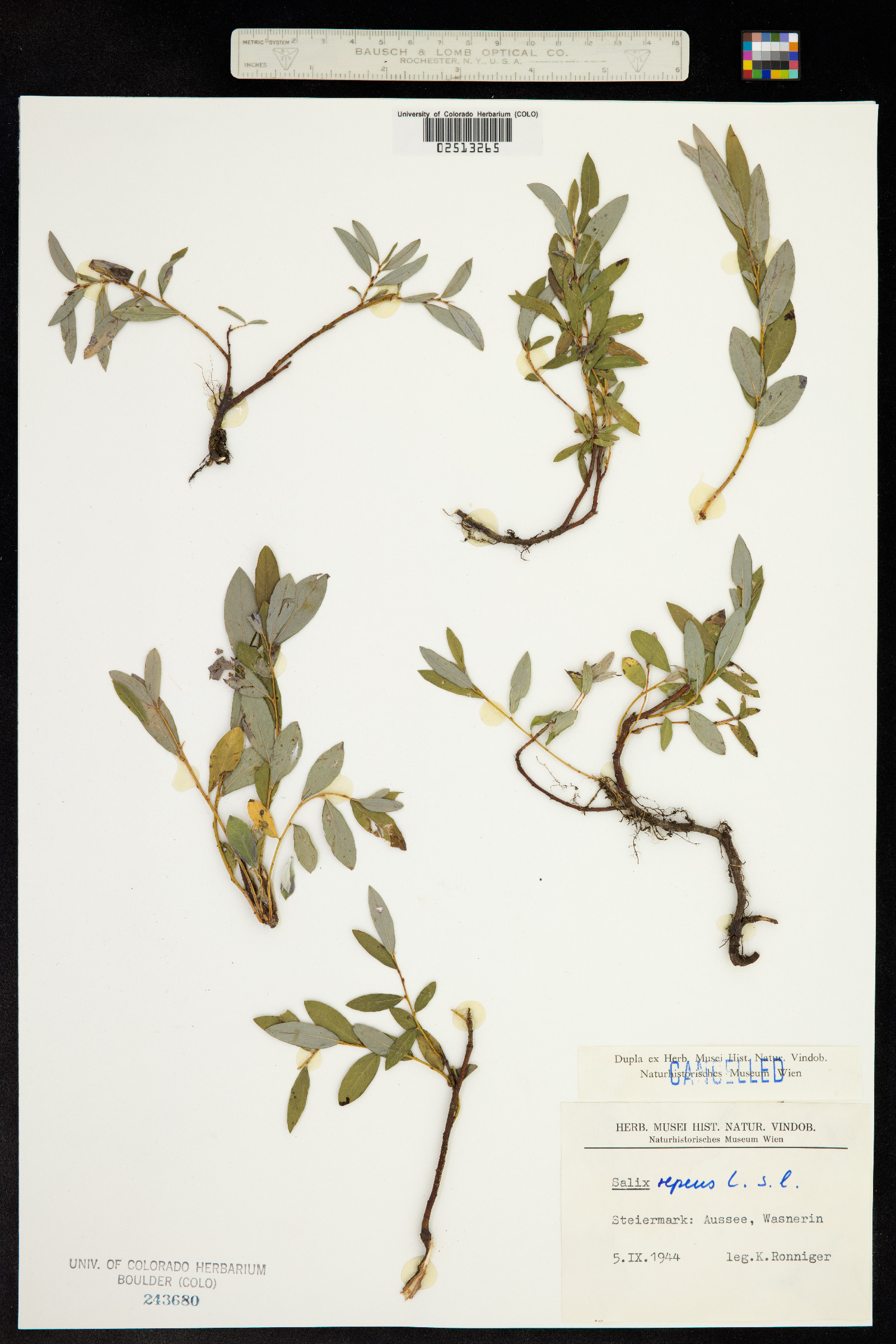 Salix repens image