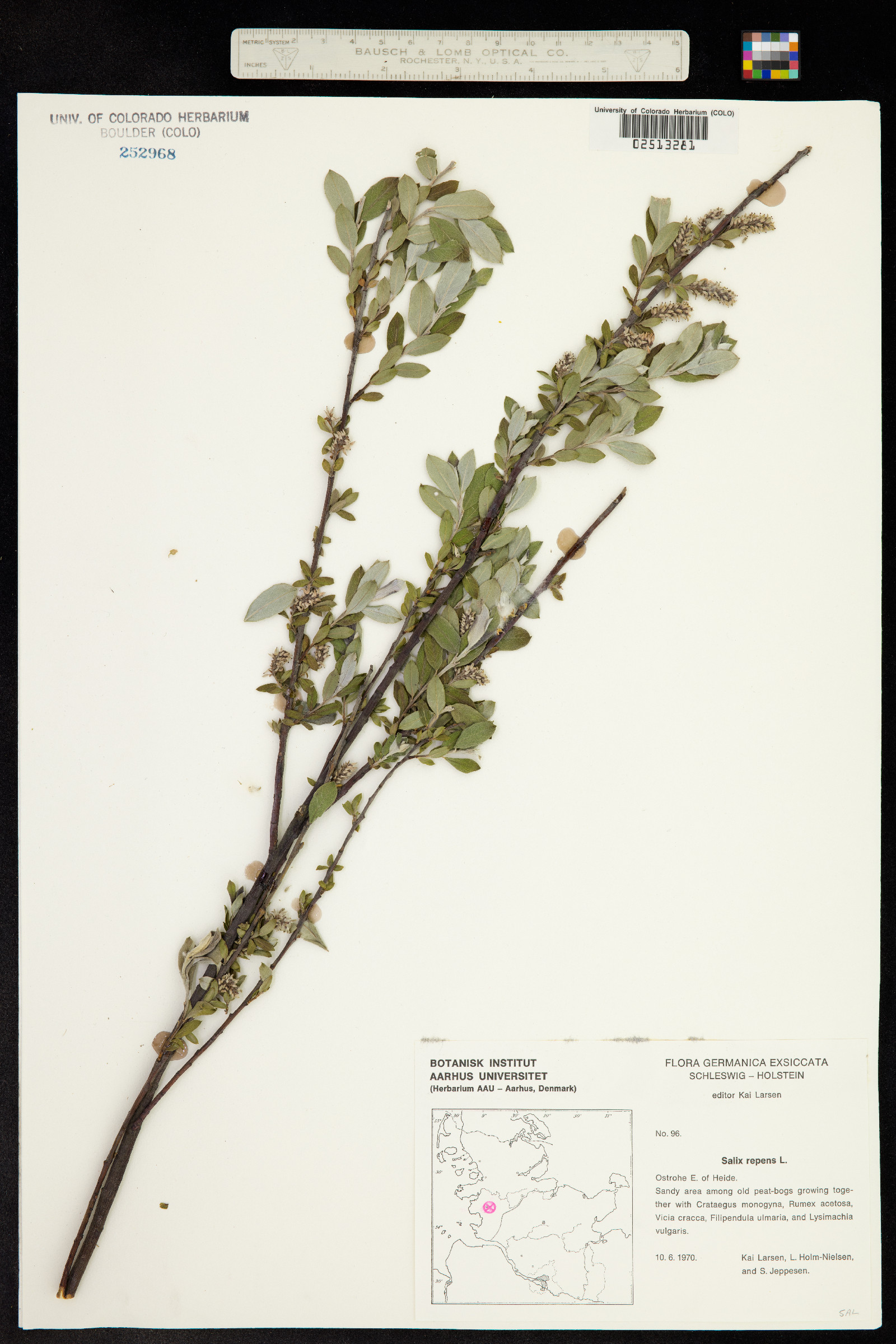 Salix repens image