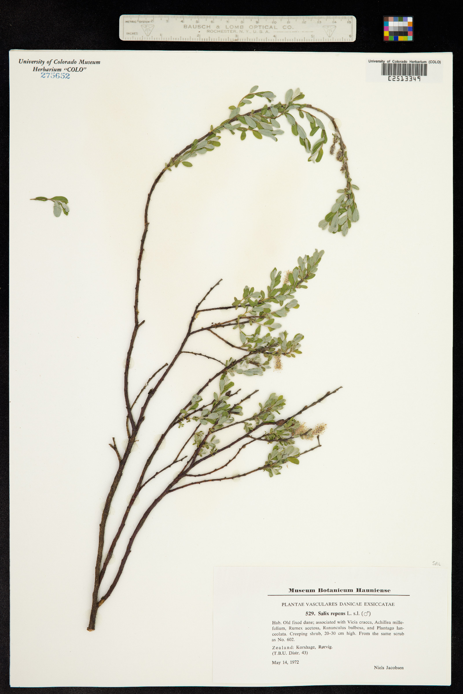 Salix repens image