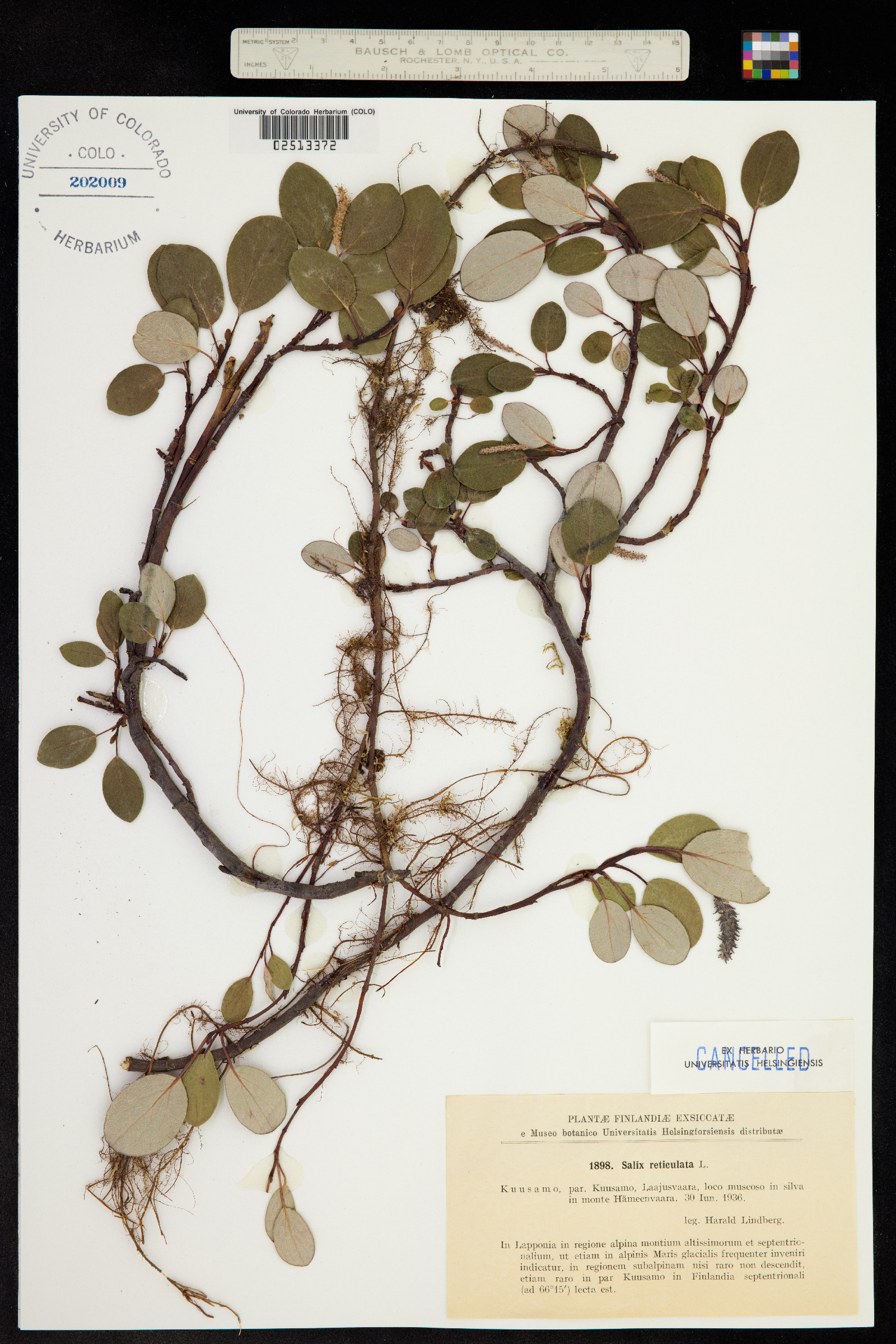 Salix reticulata image
