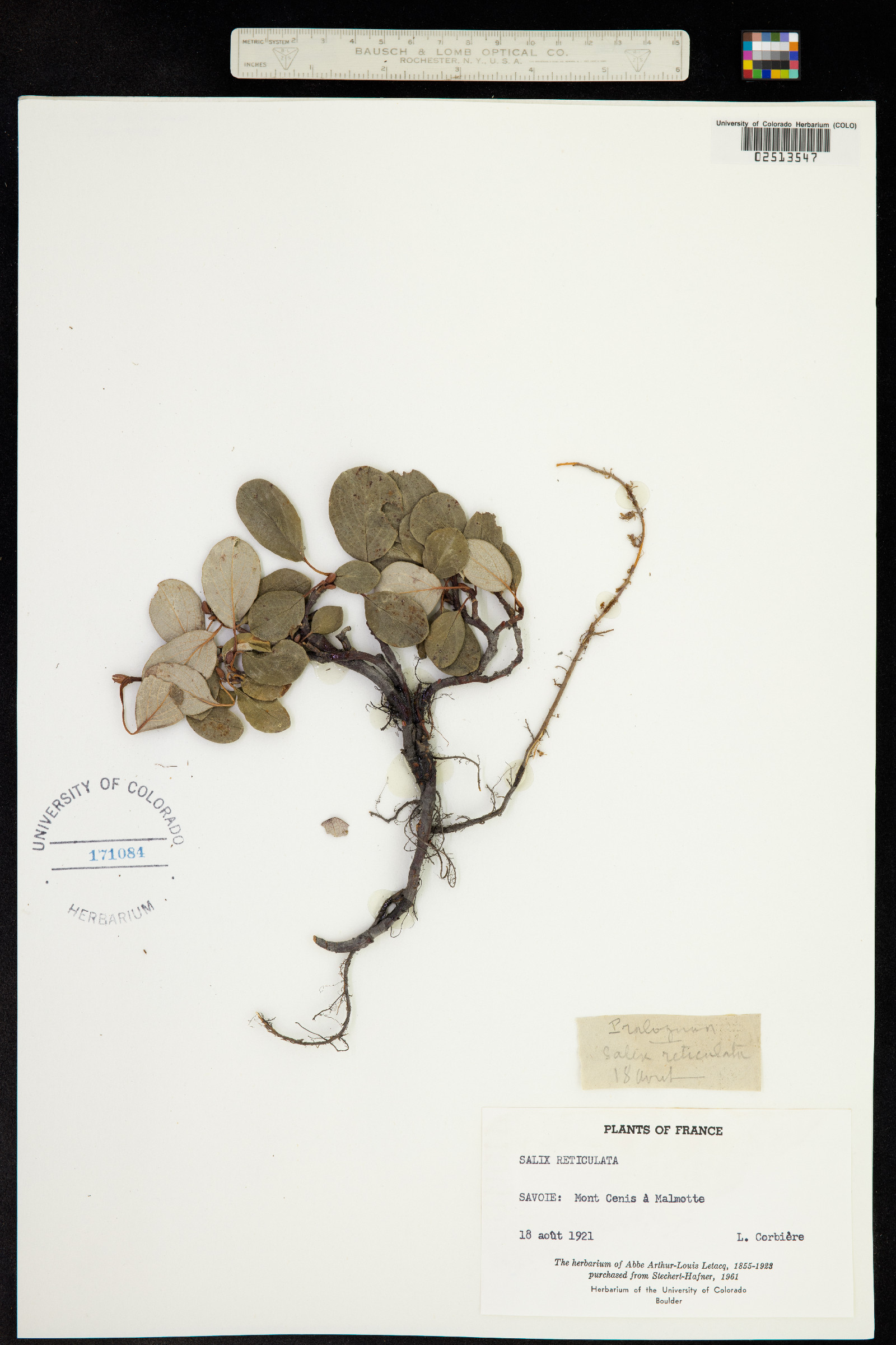 Salix reticulata image