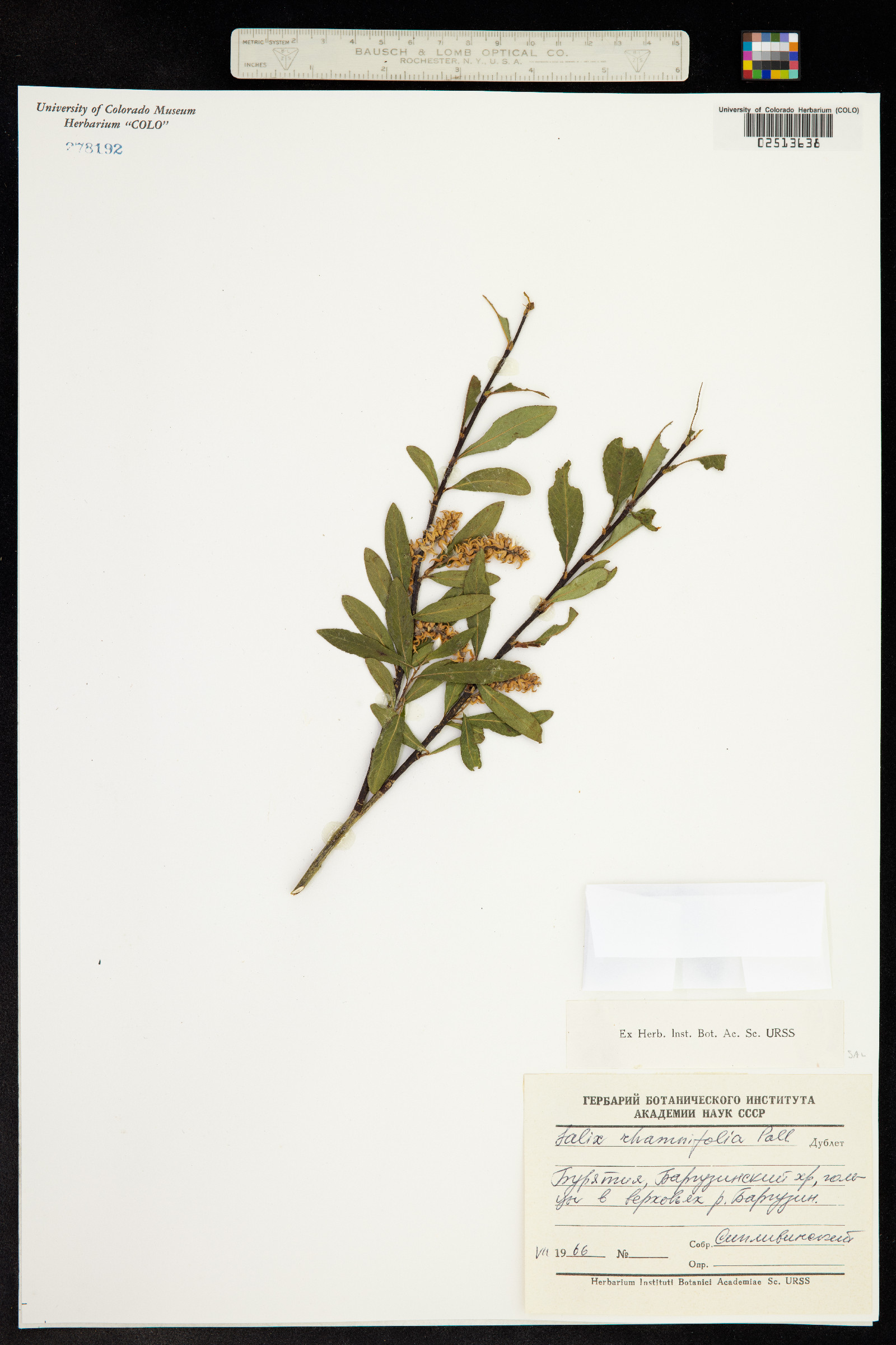 Salix rhamnifolia image