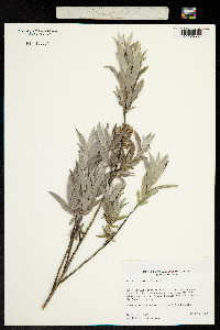 Image of Salix rosmarinifolia