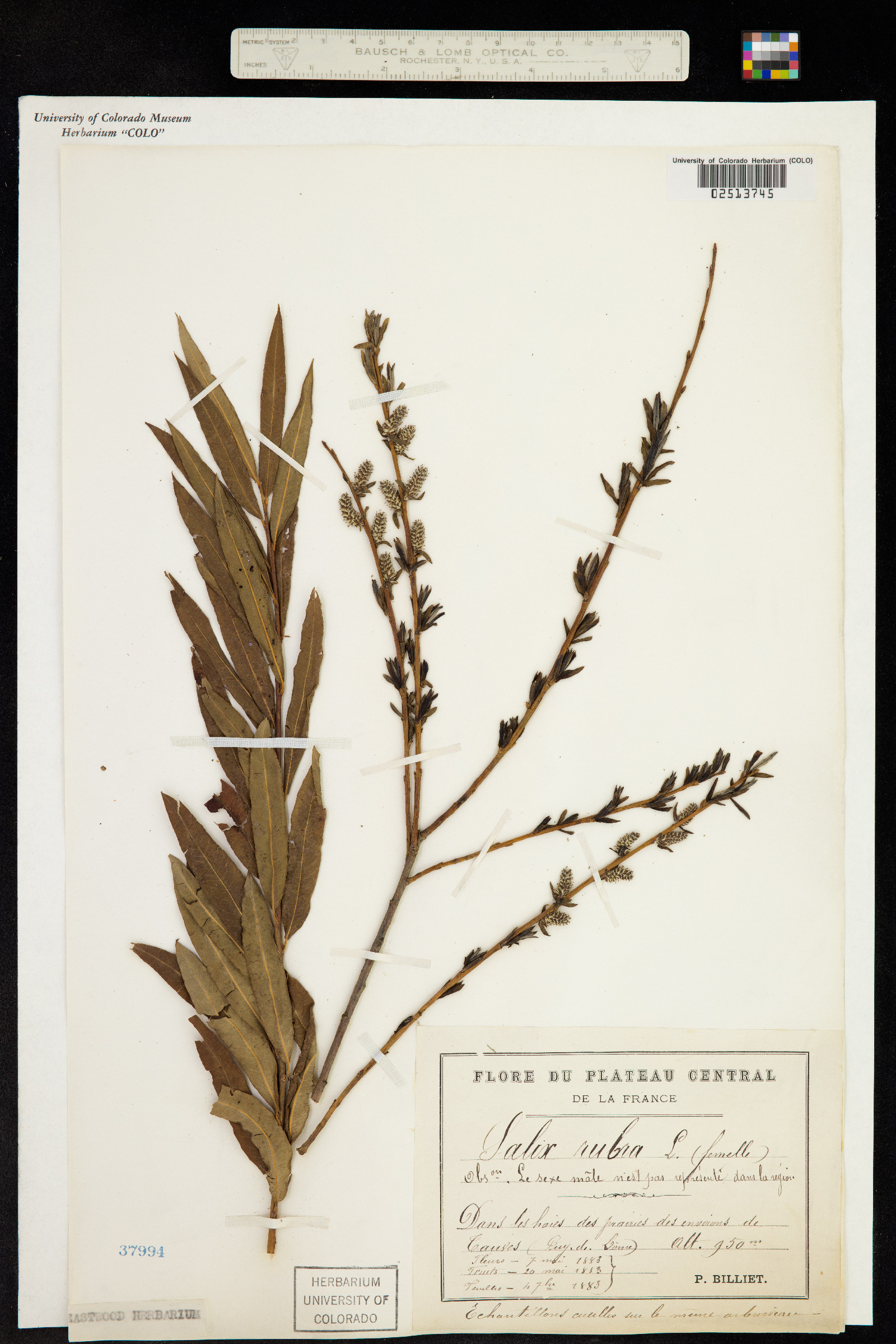 Salix interior image