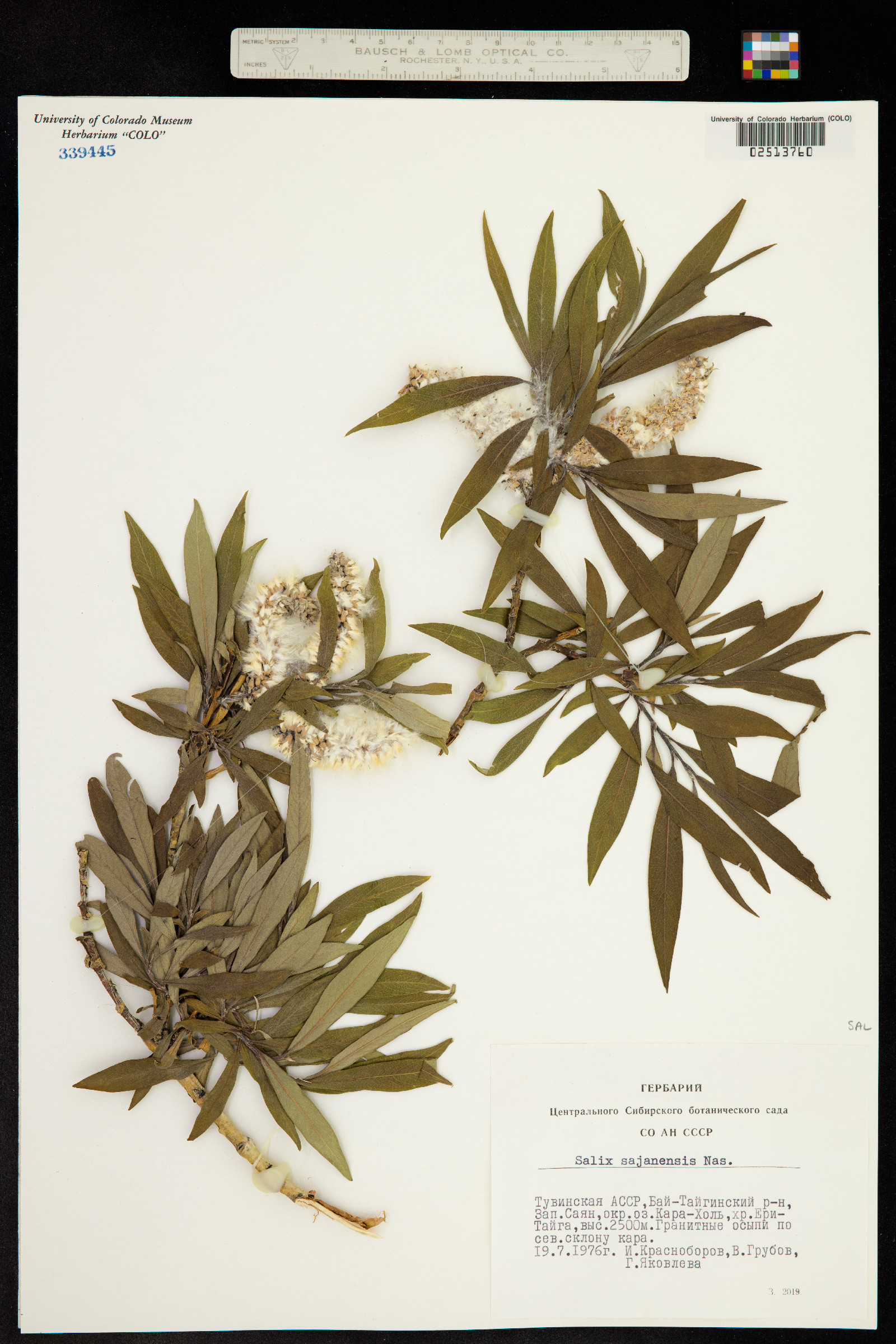 Salix sajanensis image
