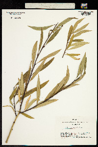 Salix sajanensis image