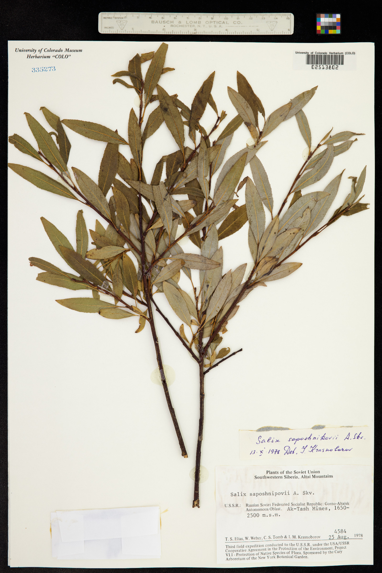 Salix saposhnikovii image