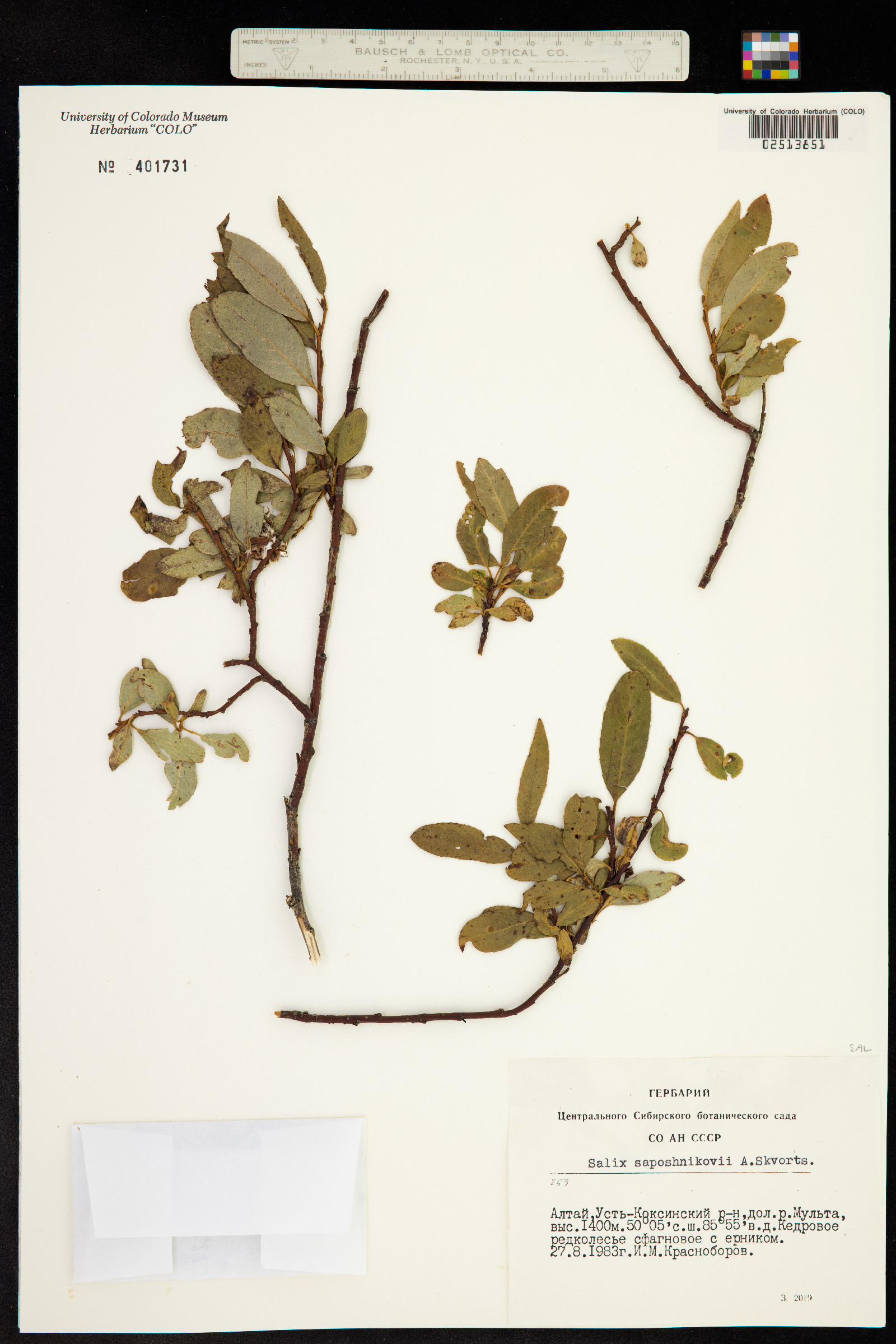 Salix saposhnikovii image