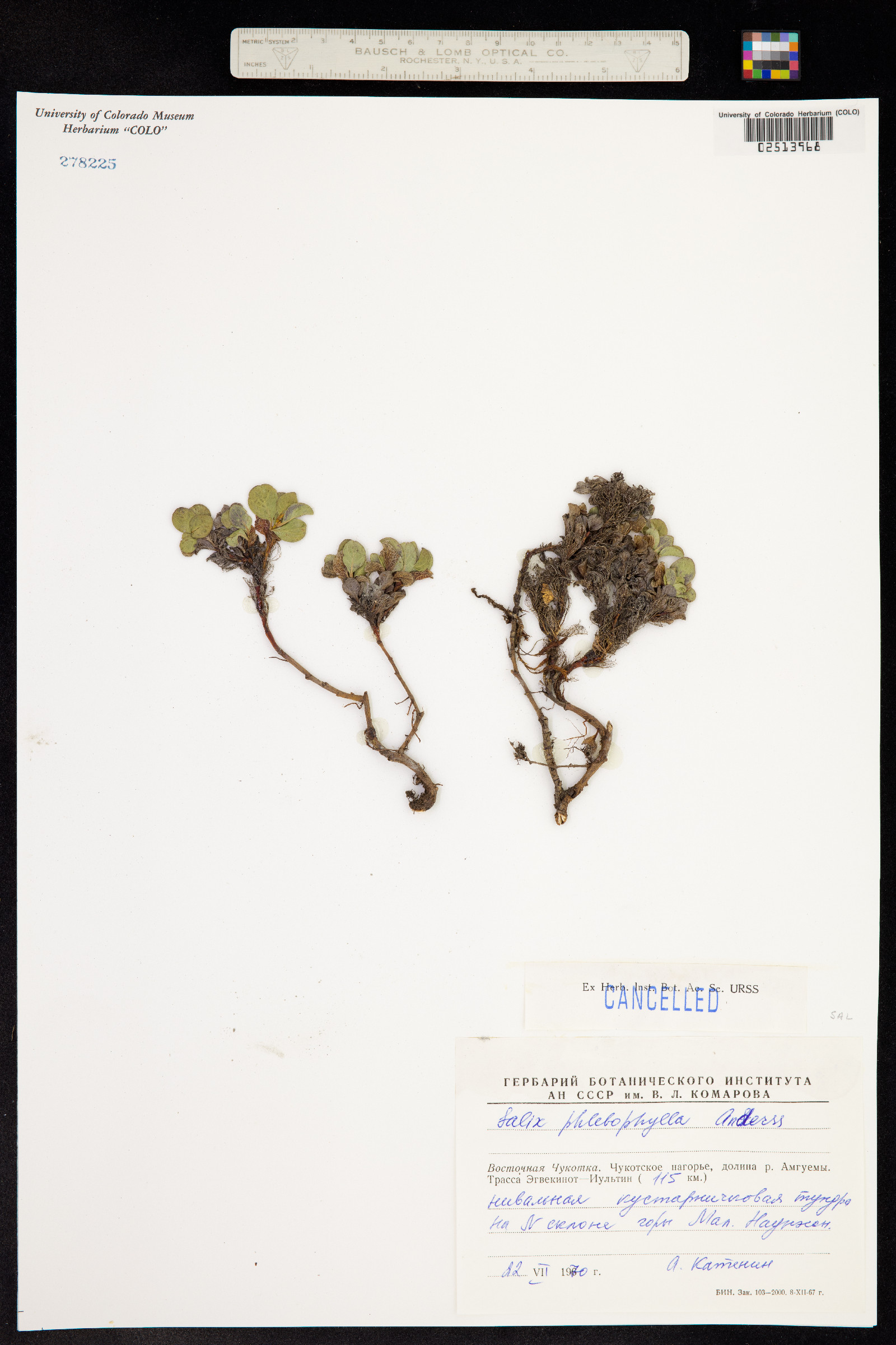 Salix phlebophylla image