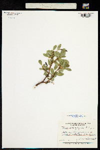 Image of Salix sphenophylla
