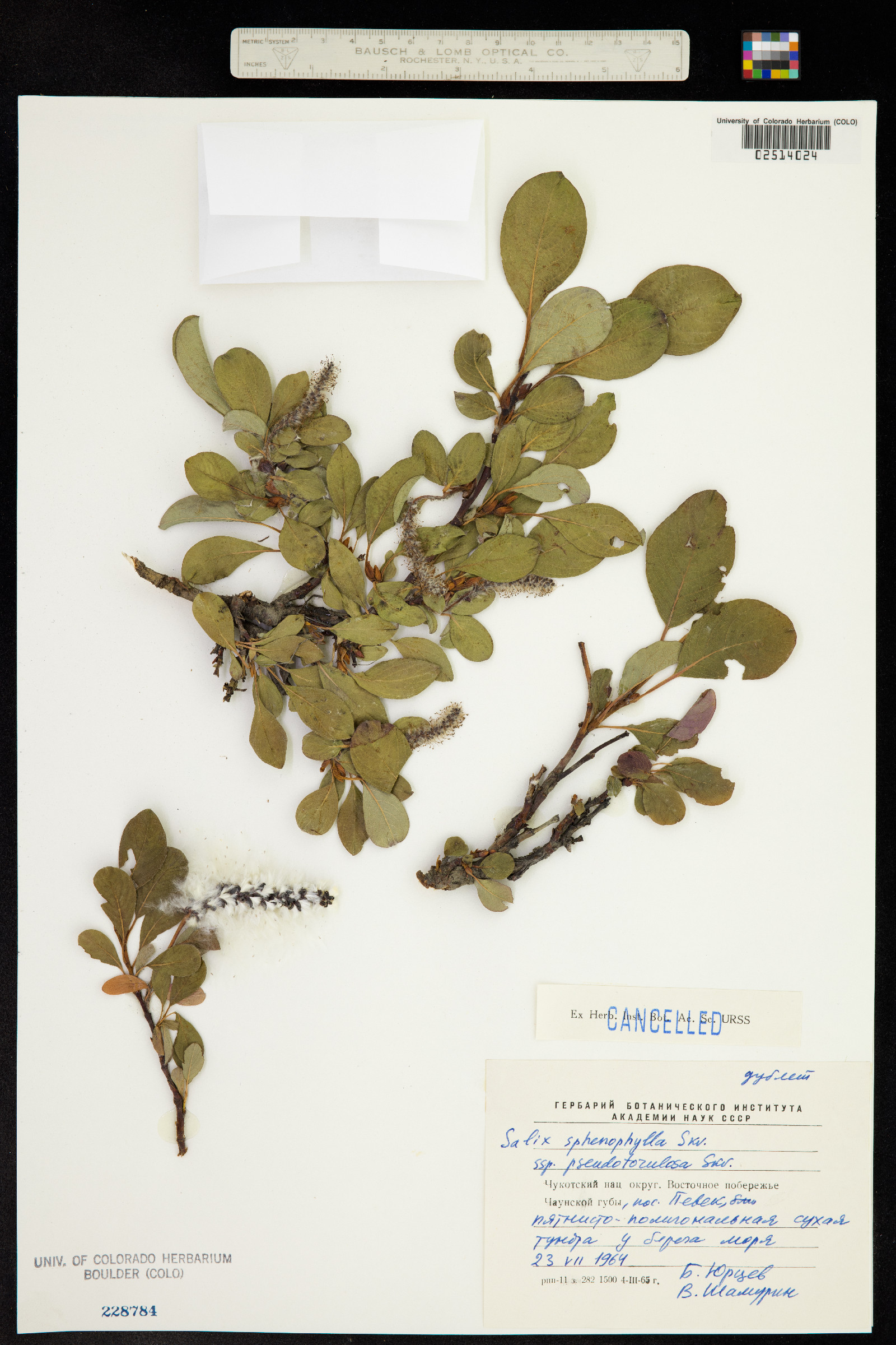 Salix sphenophylla image