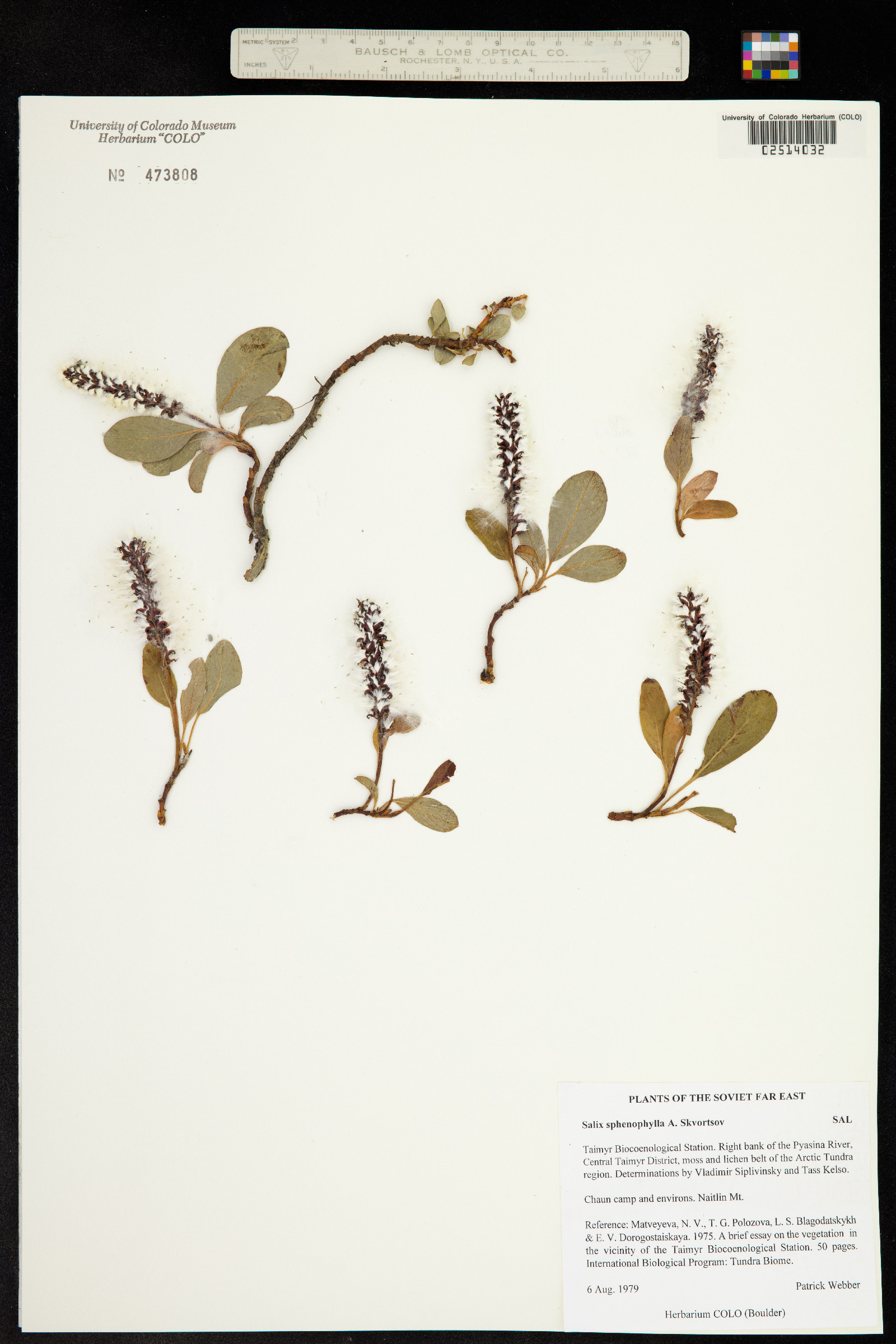 Salix sphenophylla image