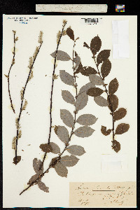 Salix livida image