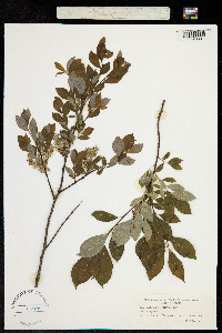 Salix starkeana image