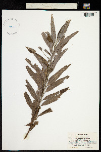 Image of Salix udensis
