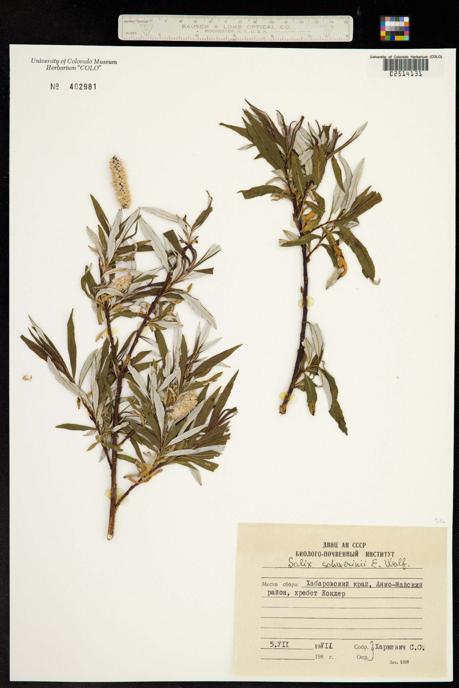 Salix schwerinii image