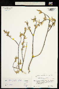 Salix tenuijulis image