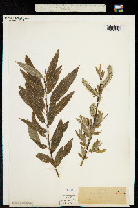 Salix smithiana image