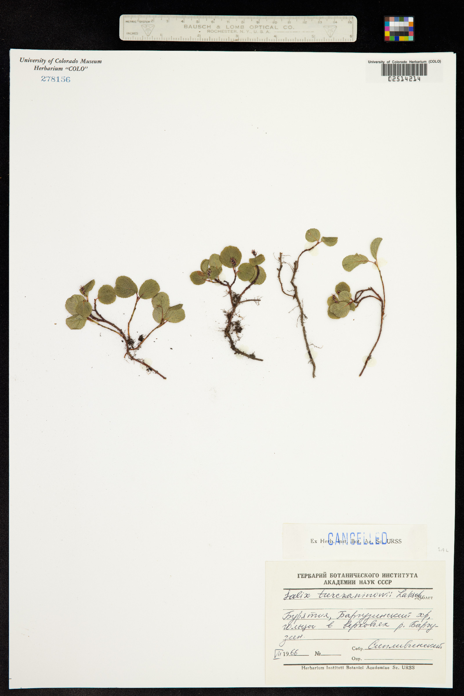 Salix turczaninowii image