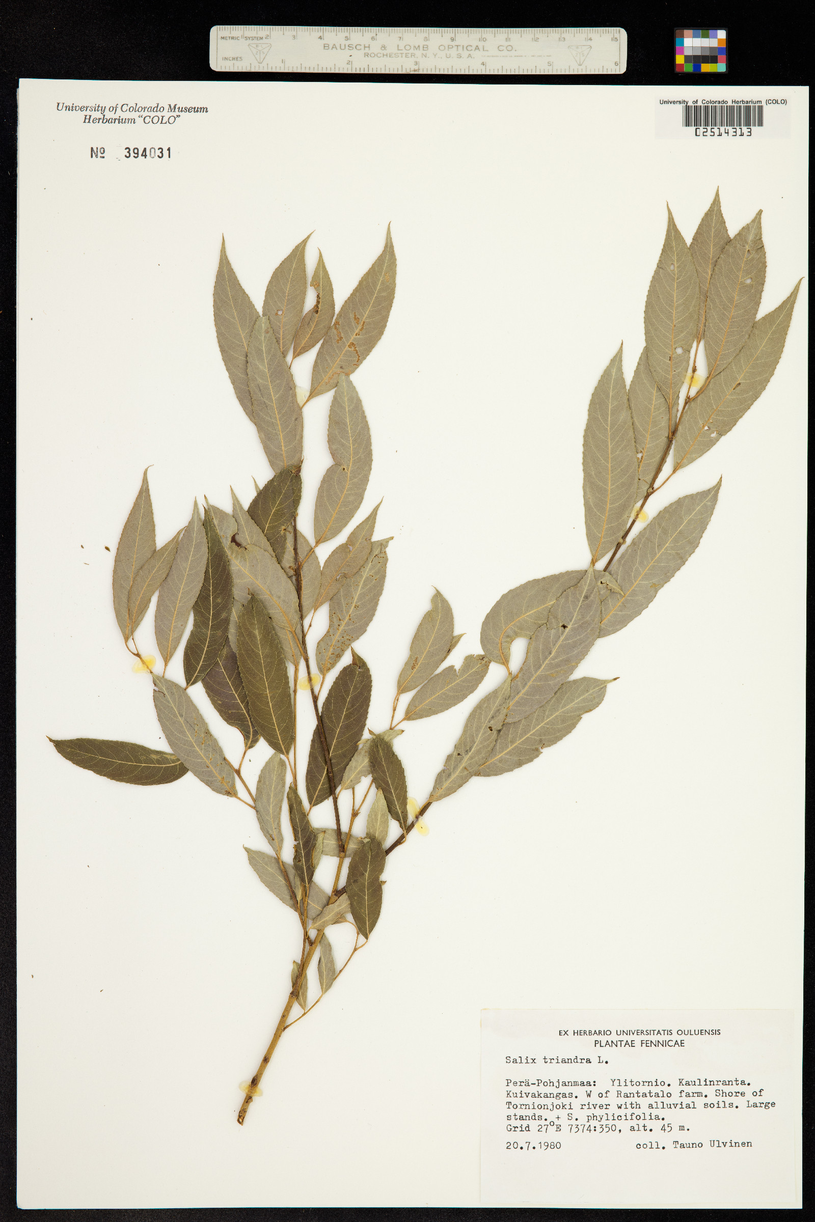 Salix triandra image