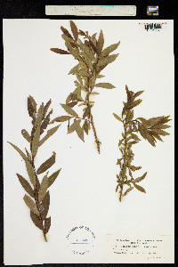 Salix triandra image