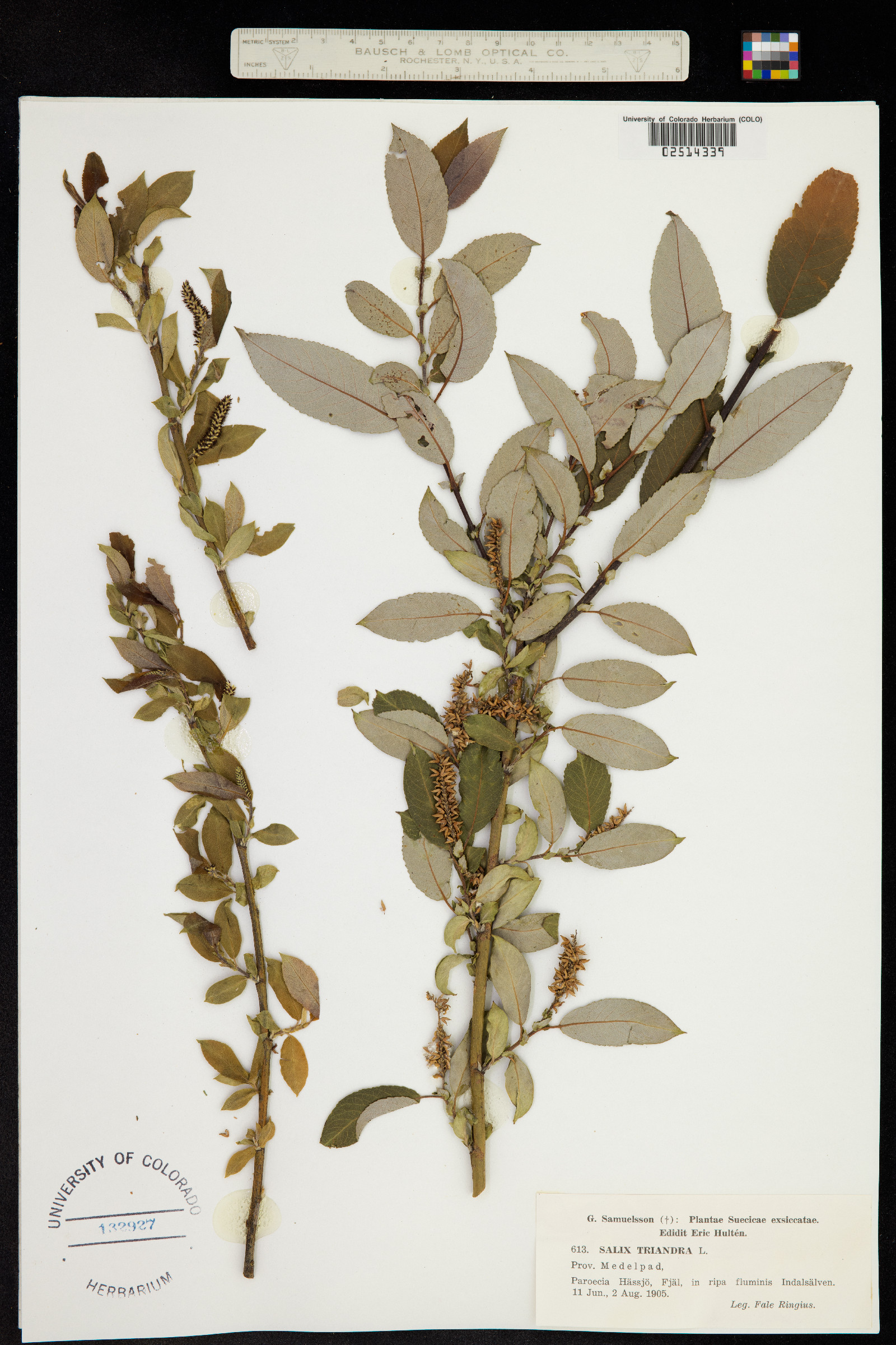 Salix triandra image