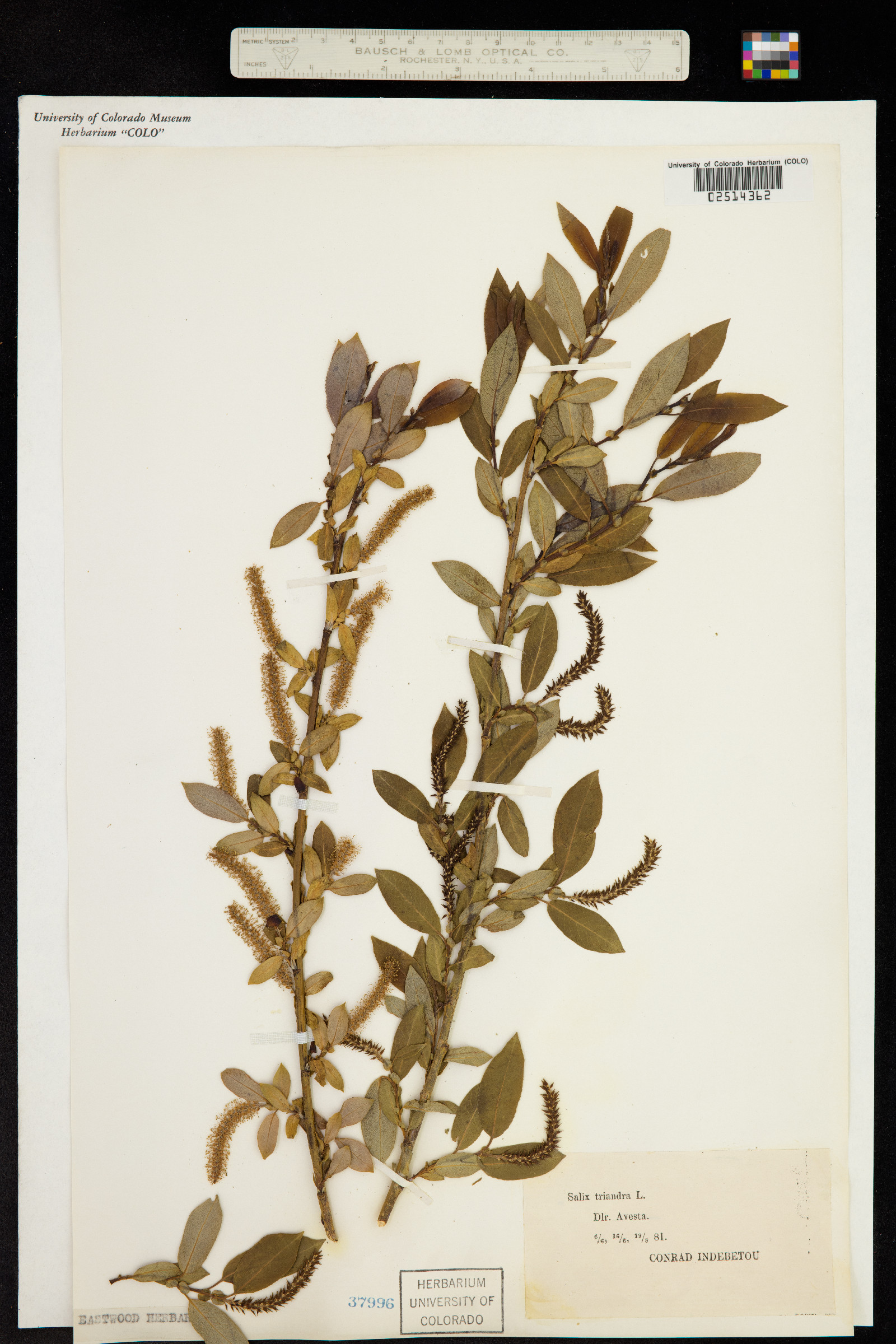 Salix triandra image