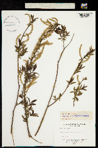 Salix triandra image