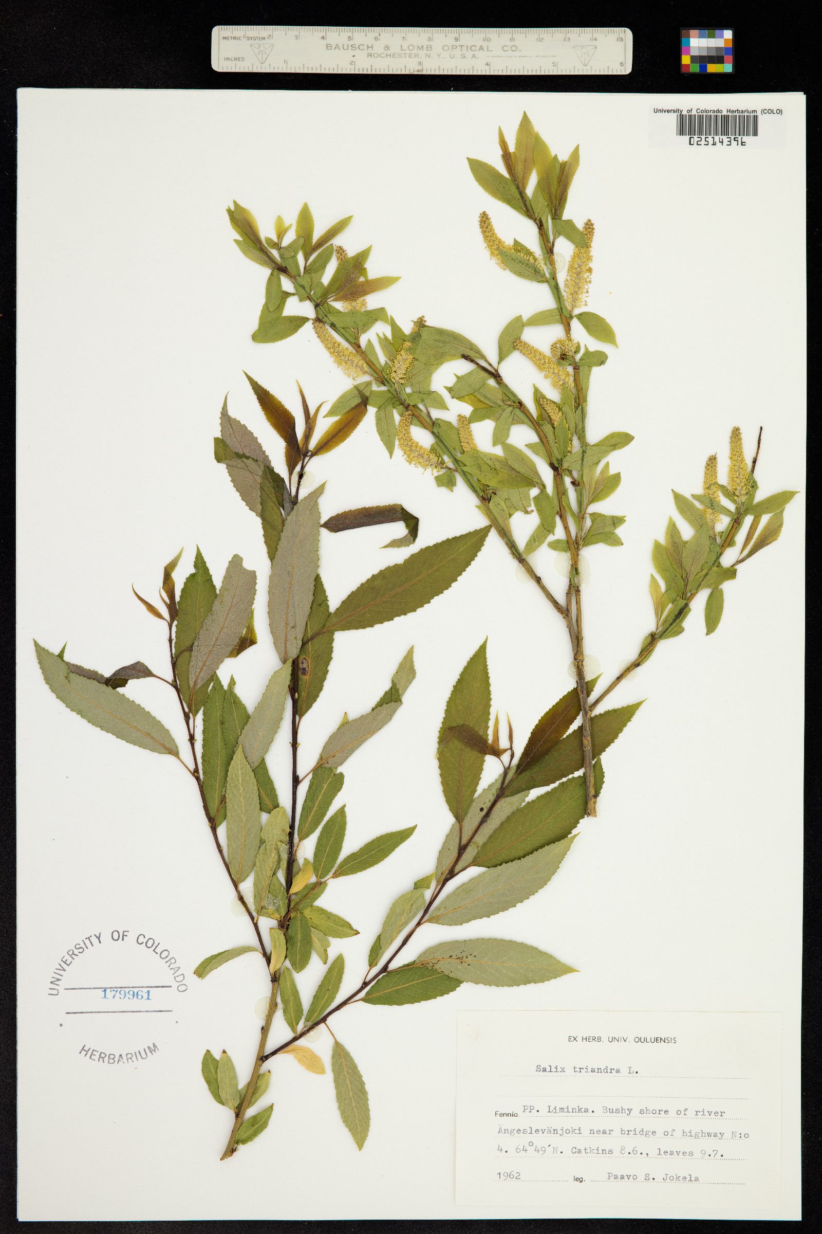 Salix triandra image