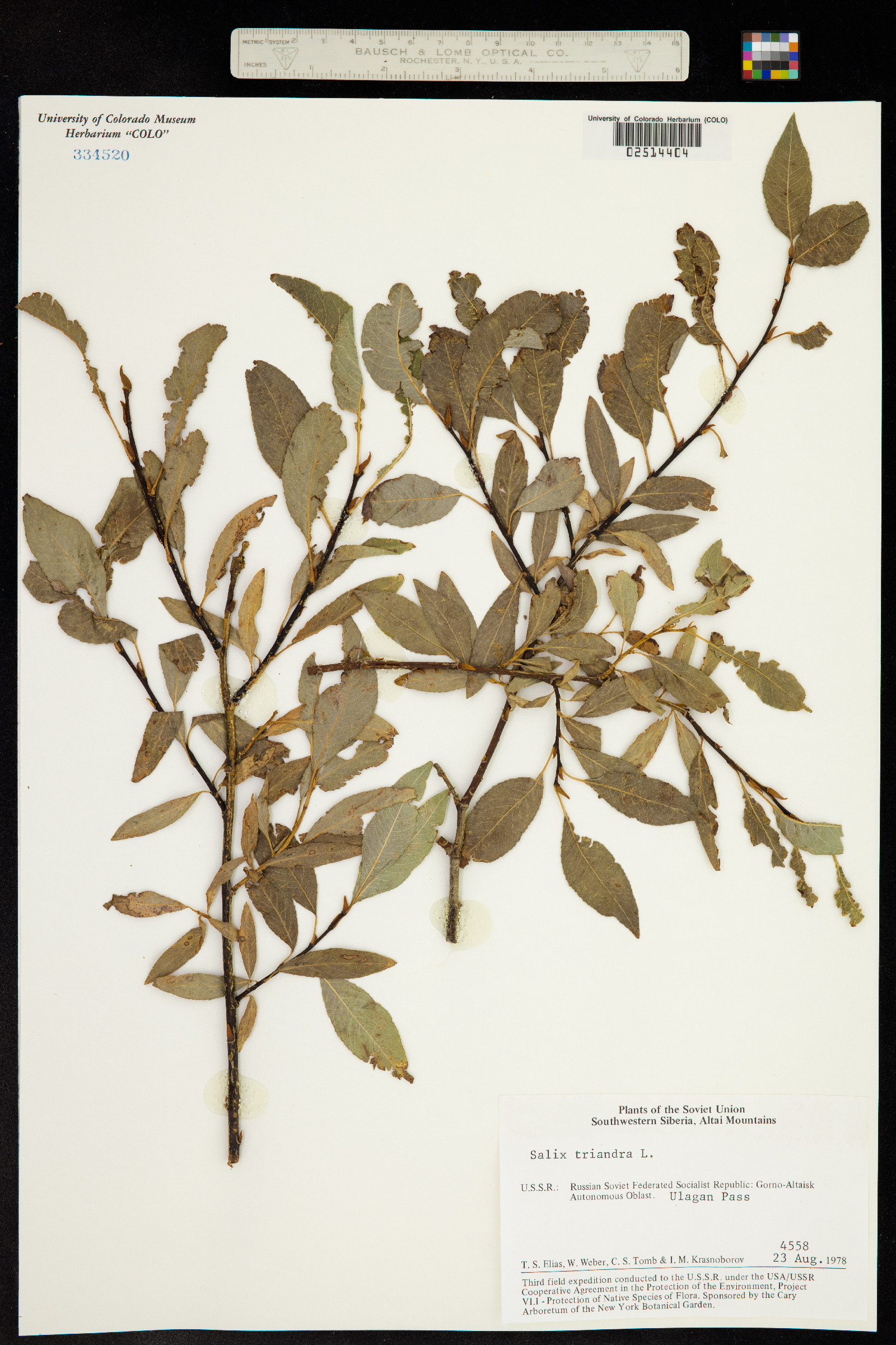 Salix triandra image