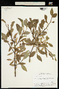 Image of Salix triandra