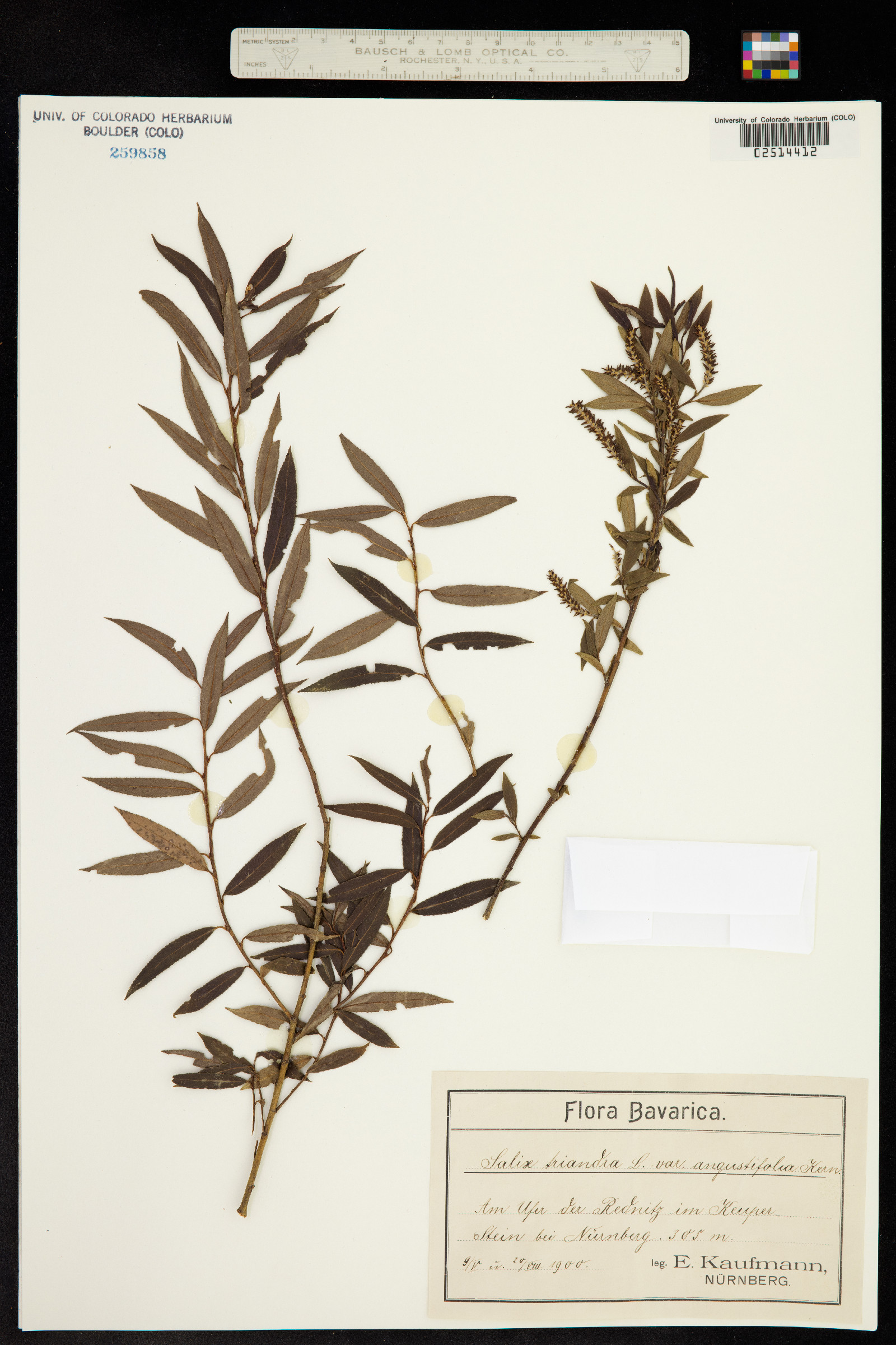 Salix triandra image