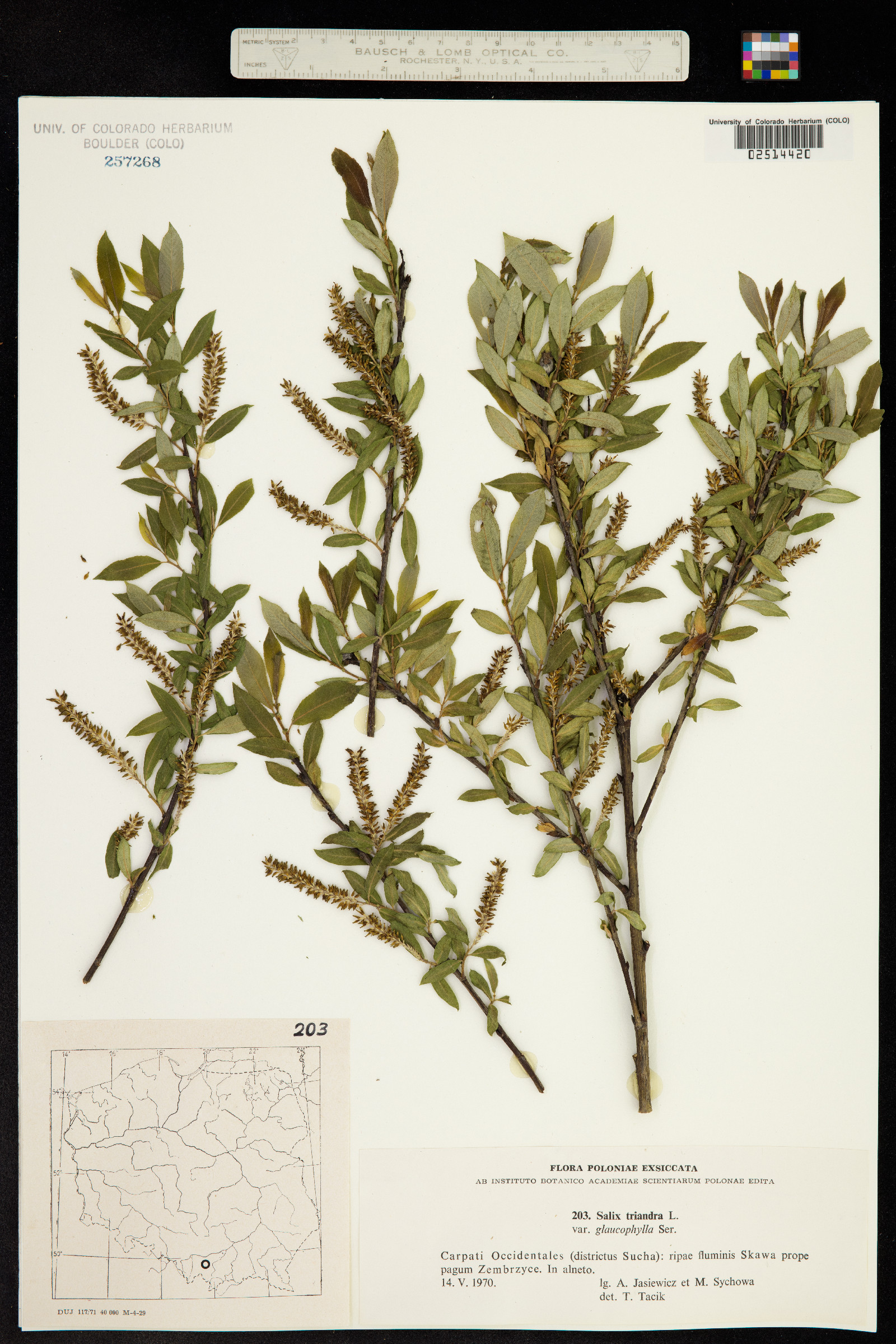 Salix triandra image