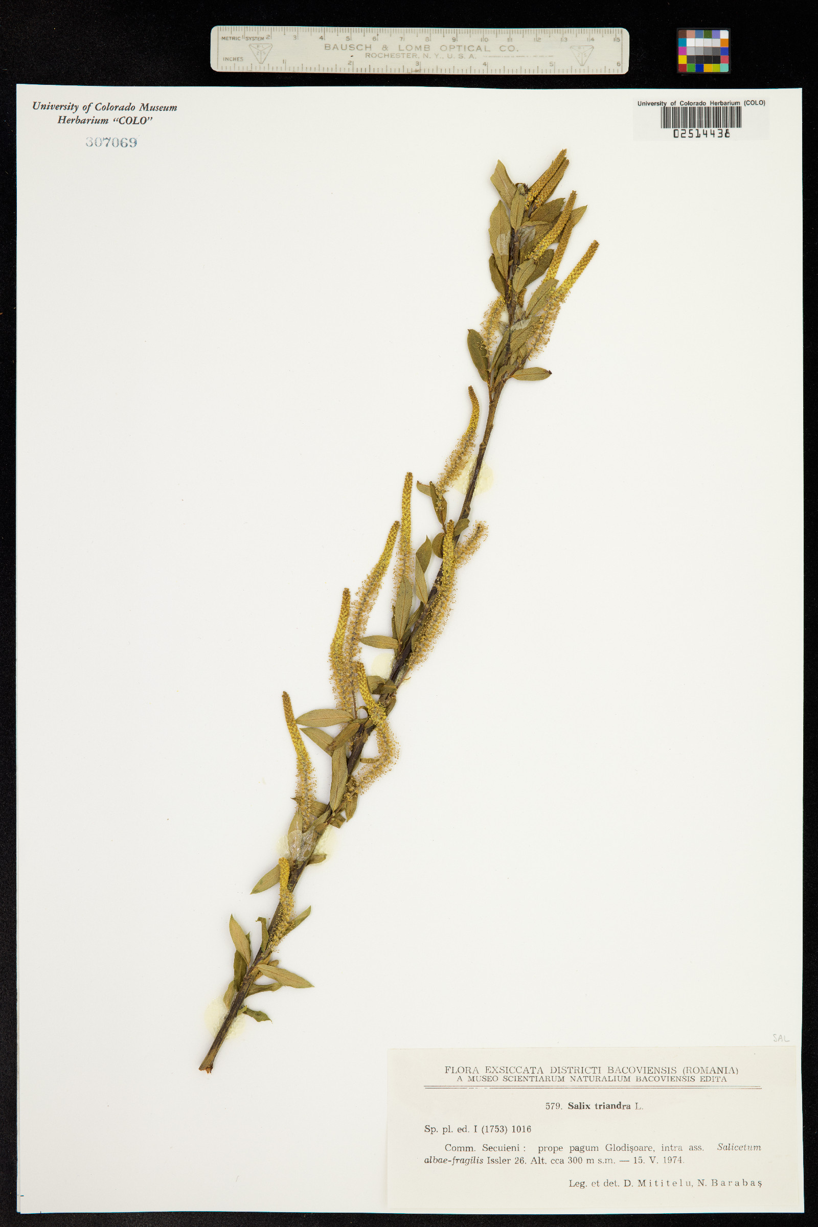 Salix triandra image